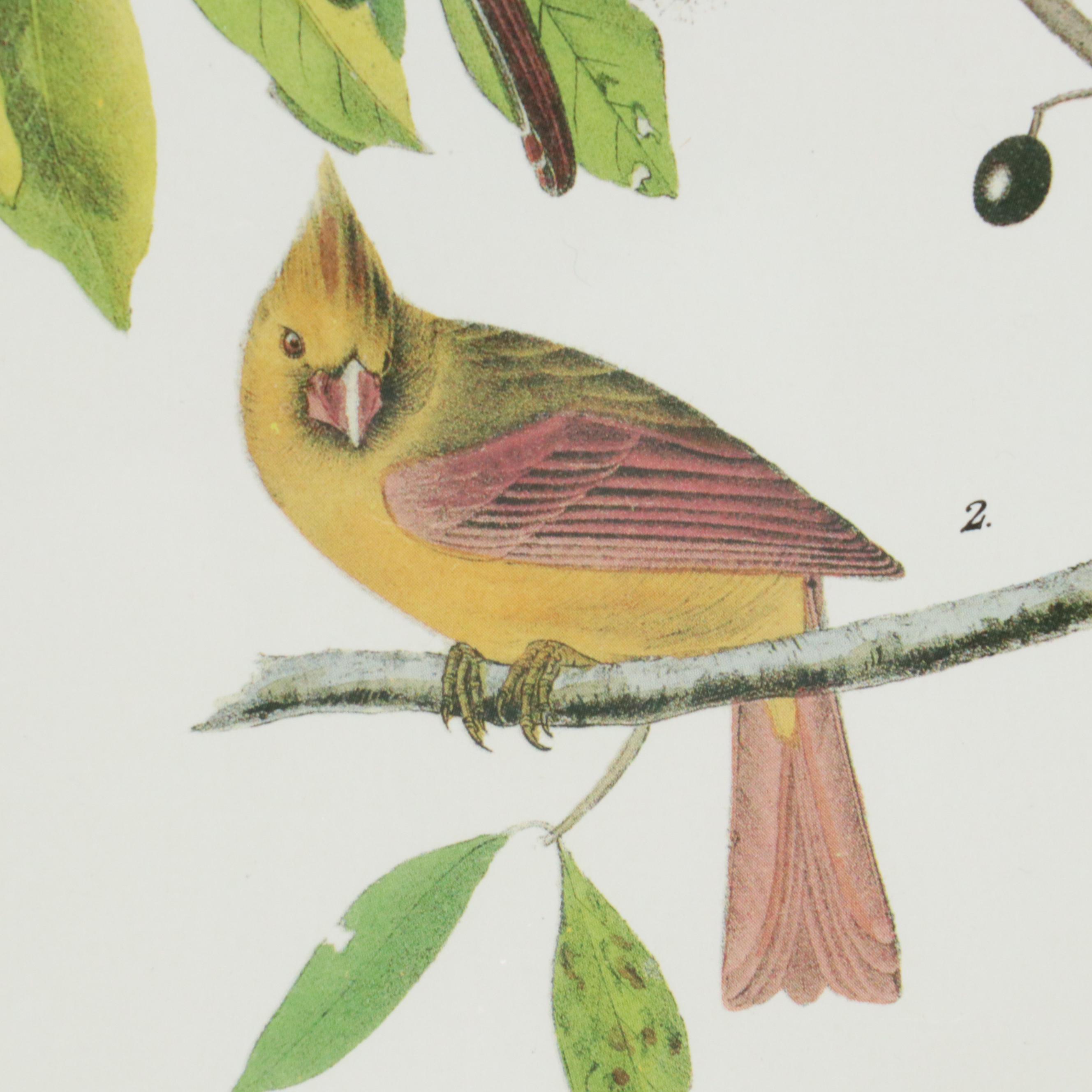 Orinthological Offset Lithographs After J.J. Audubon "Painted Bunting" and More