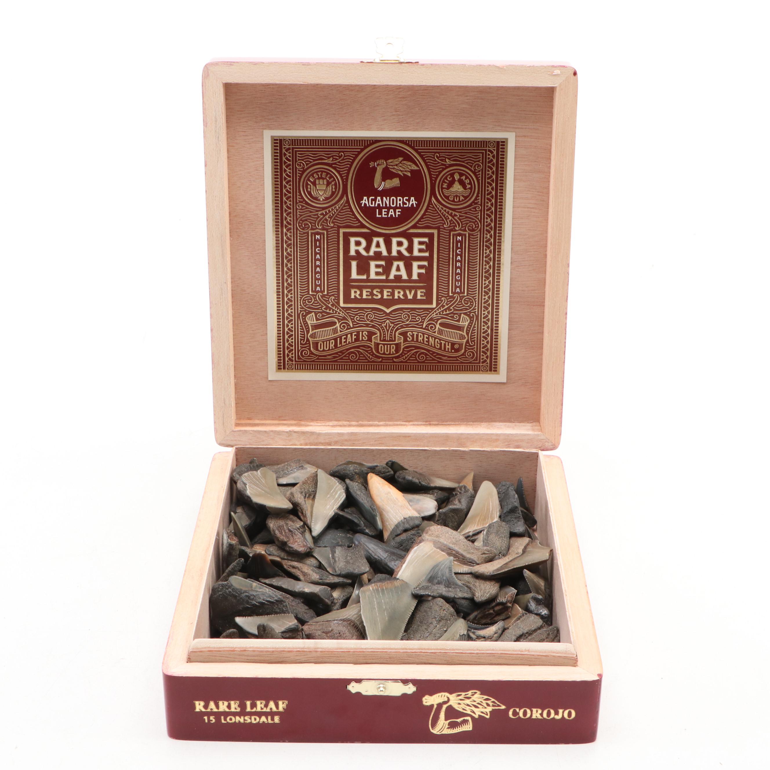 Megalodon Fossil Tooth Fragments and Other Shark Teeth