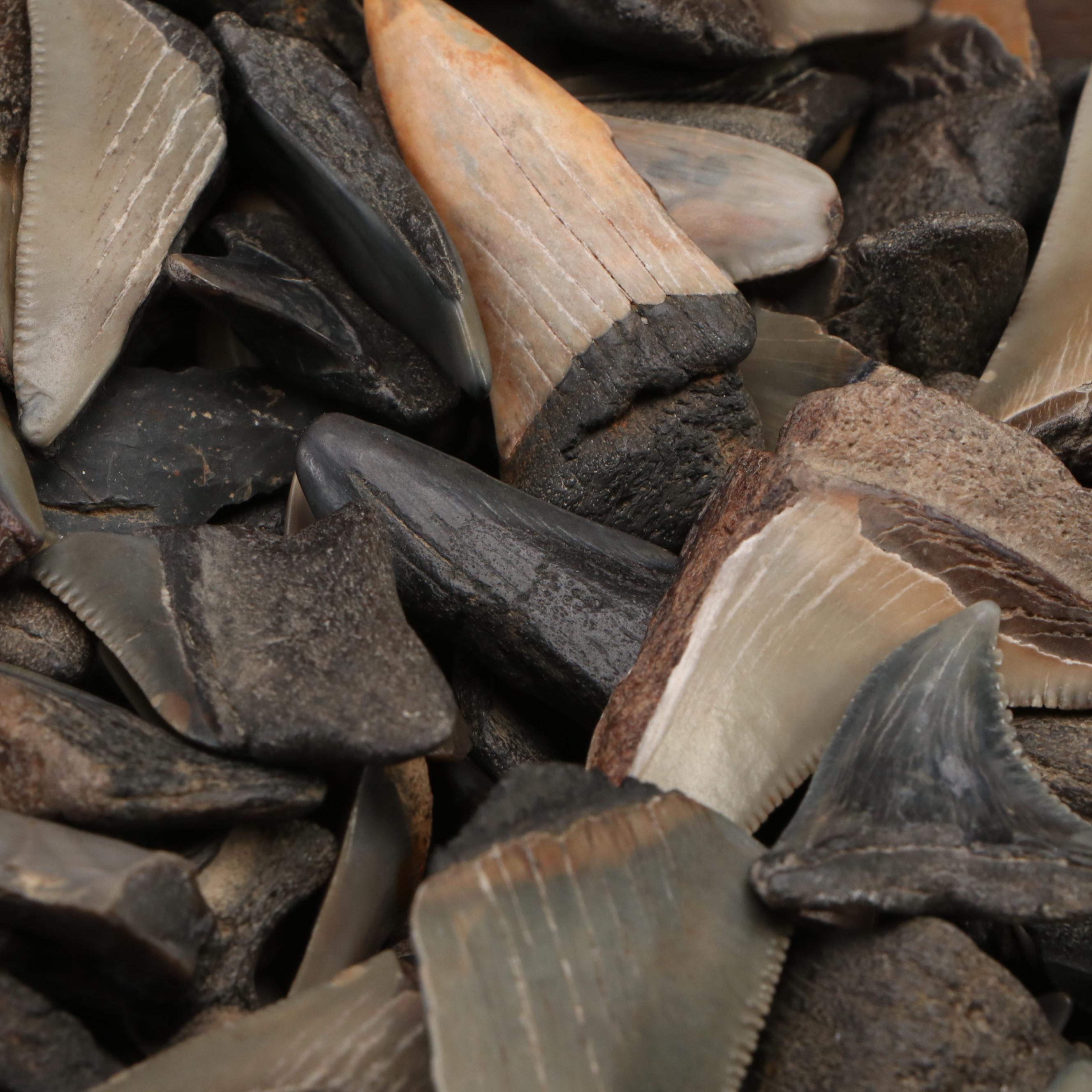 Megalodon Fossil Tooth Fragments and Other Shark Teeth