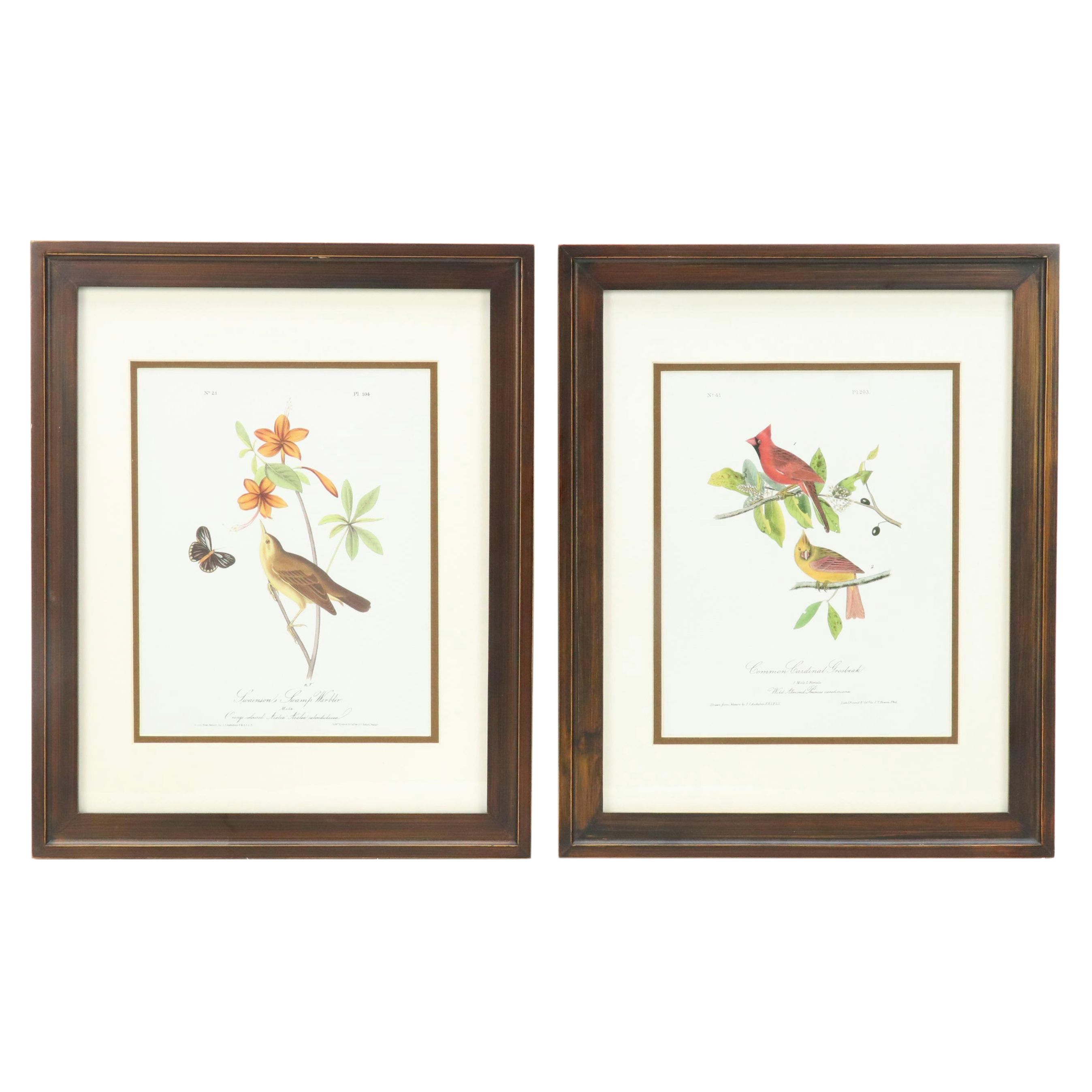 Orinthological Offset Lithographs After J.J. Audubon "Painted Bunting" and More