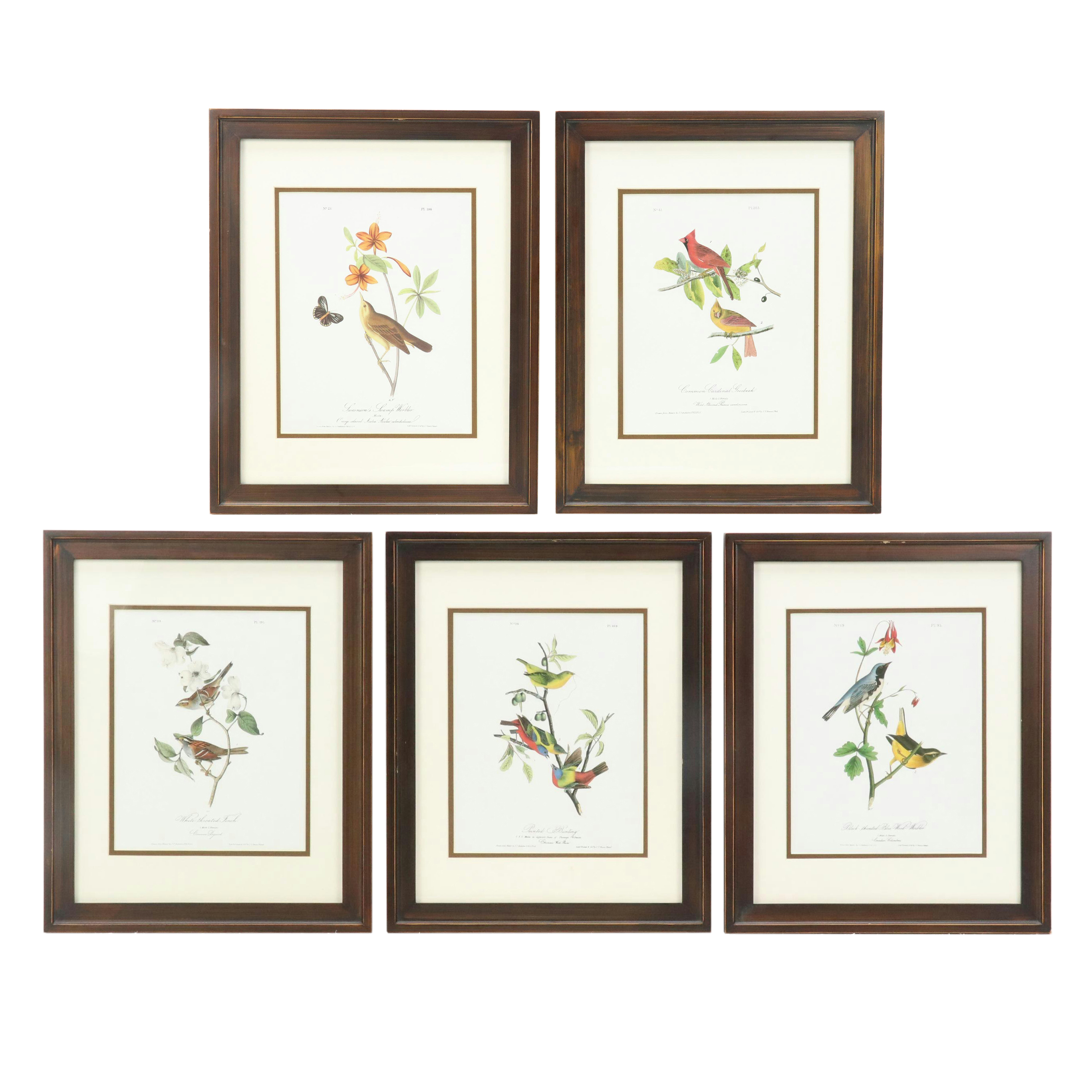 Orinthological Offset Lithographs After J.J. Audubon "Painted Bunting" and More