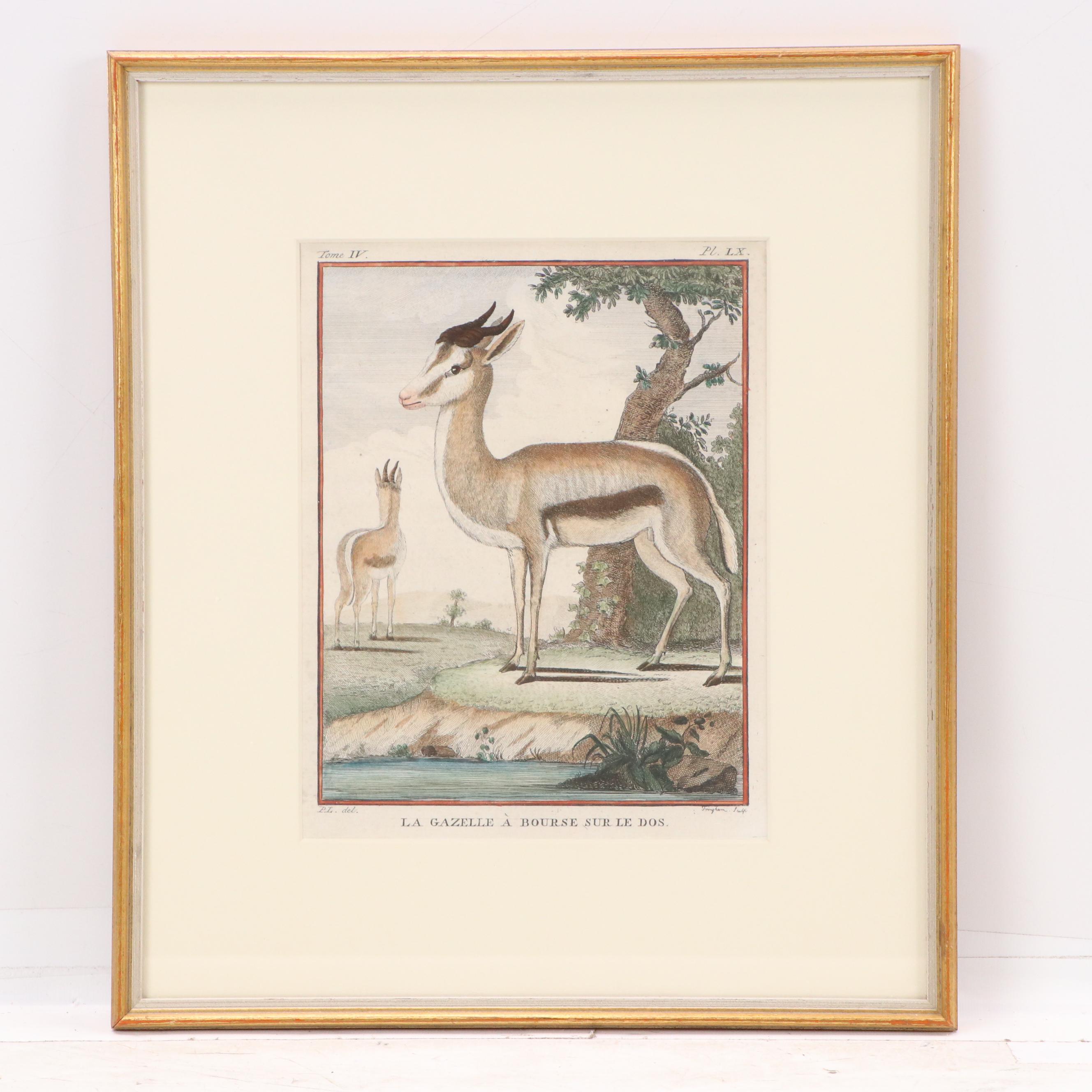 Hand-Colored Engravings "La Gazelle à Bourse sur le Dos" and "La Grimm"