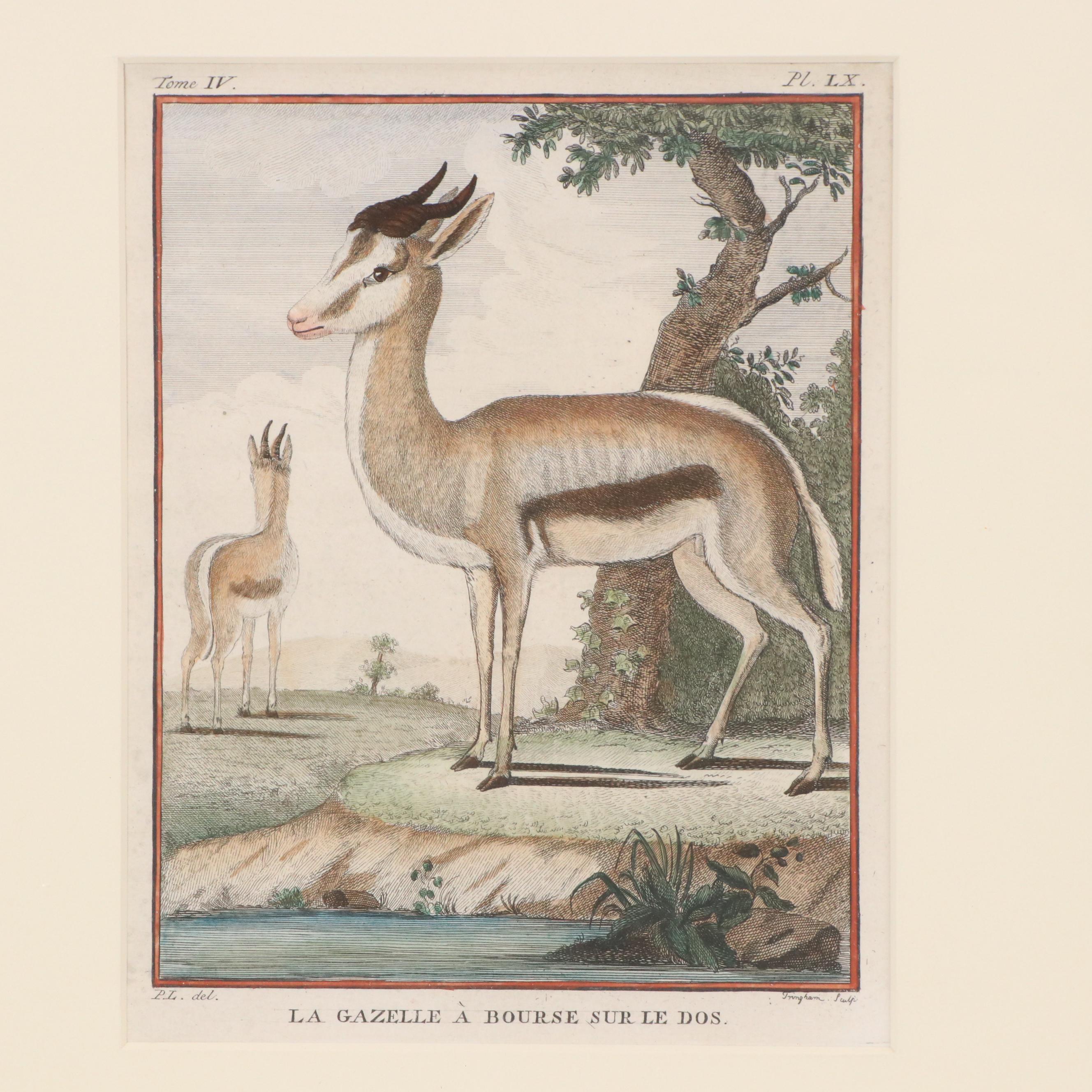 Hand-Colored Engravings "La Gazelle à Bourse sur le Dos" and "La Grimm"