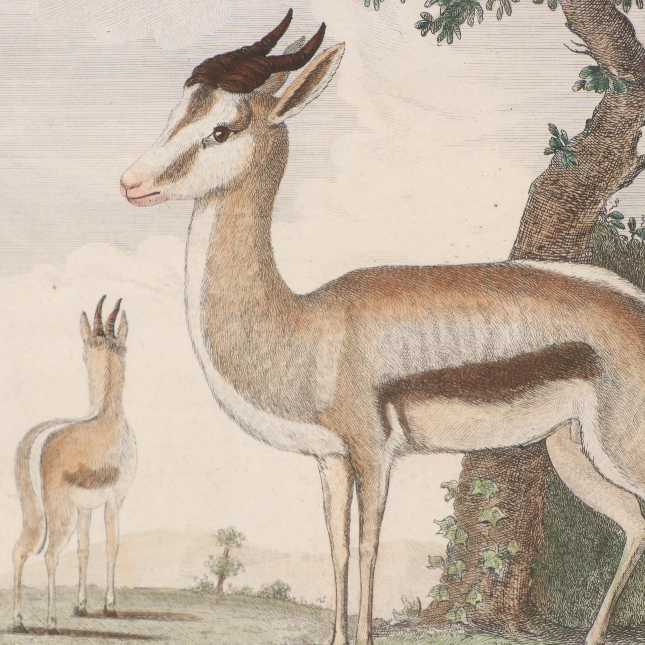 Hand-Colored Engravings "La Gazelle à Bourse sur le Dos" and "La Grimm"