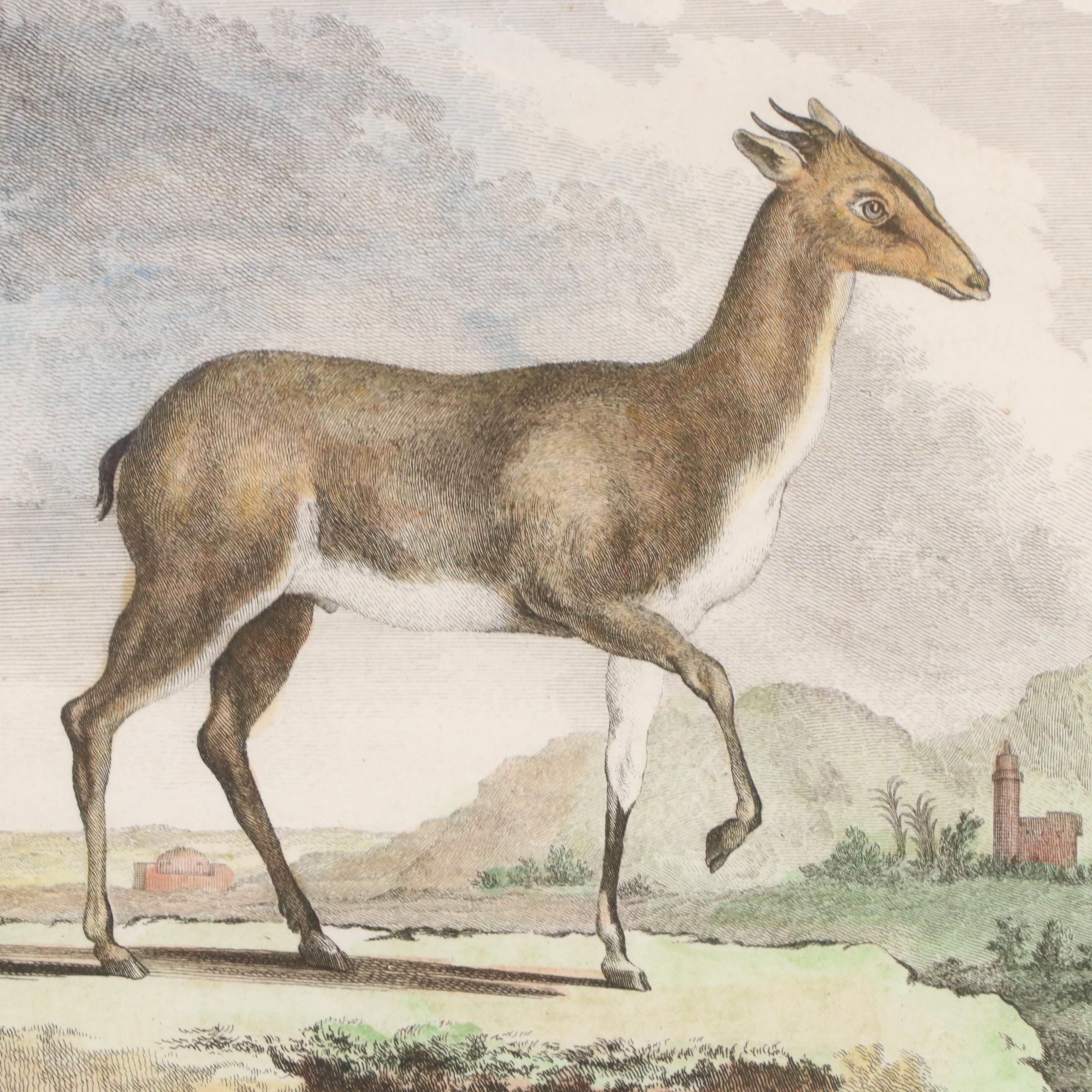 Hand-Colored Engravings "La Gazelle à Bourse sur le Dos" and "La Grimm"