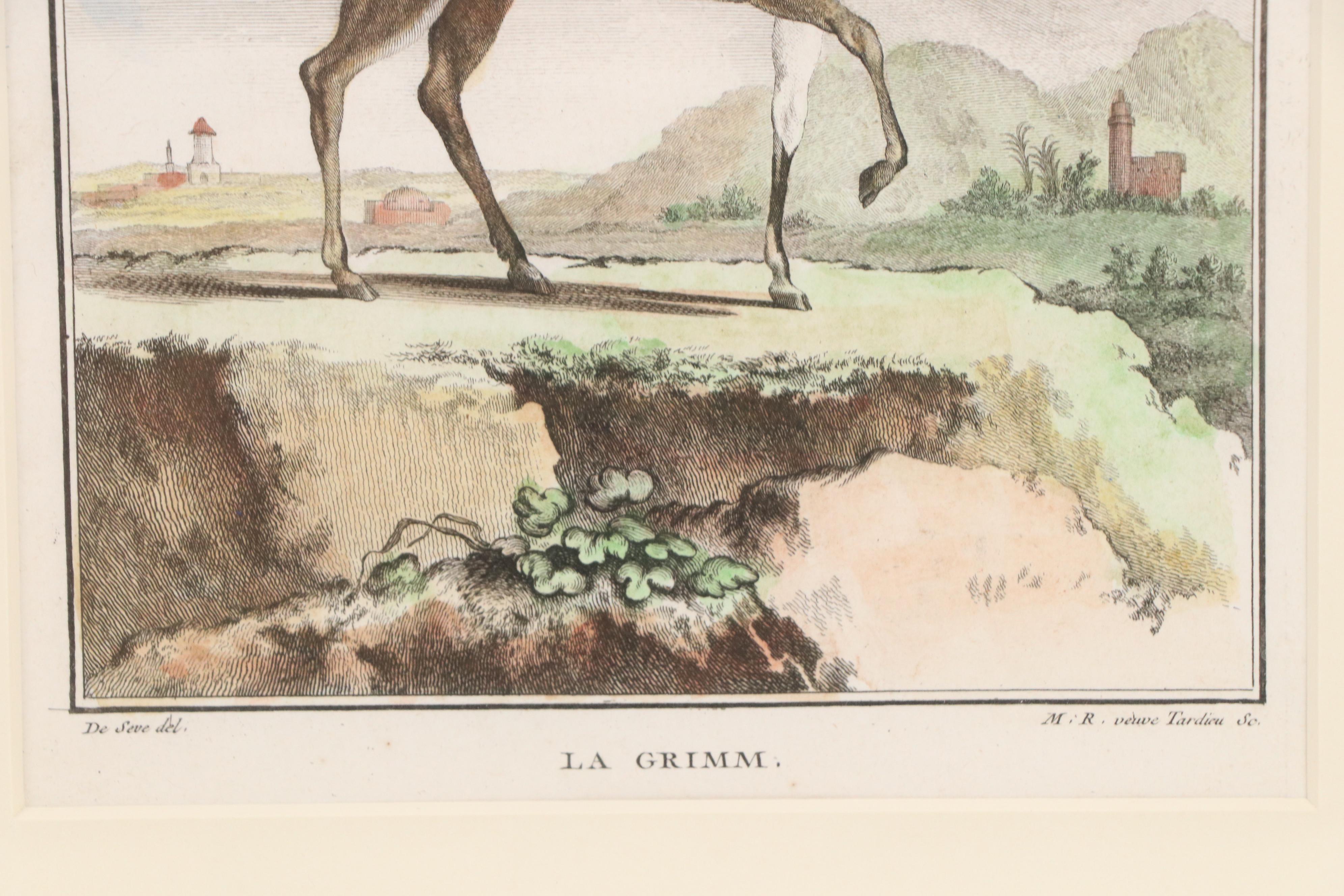 Hand-Colored Engravings "La Gazelle à Bourse sur le Dos" and "La Grimm"