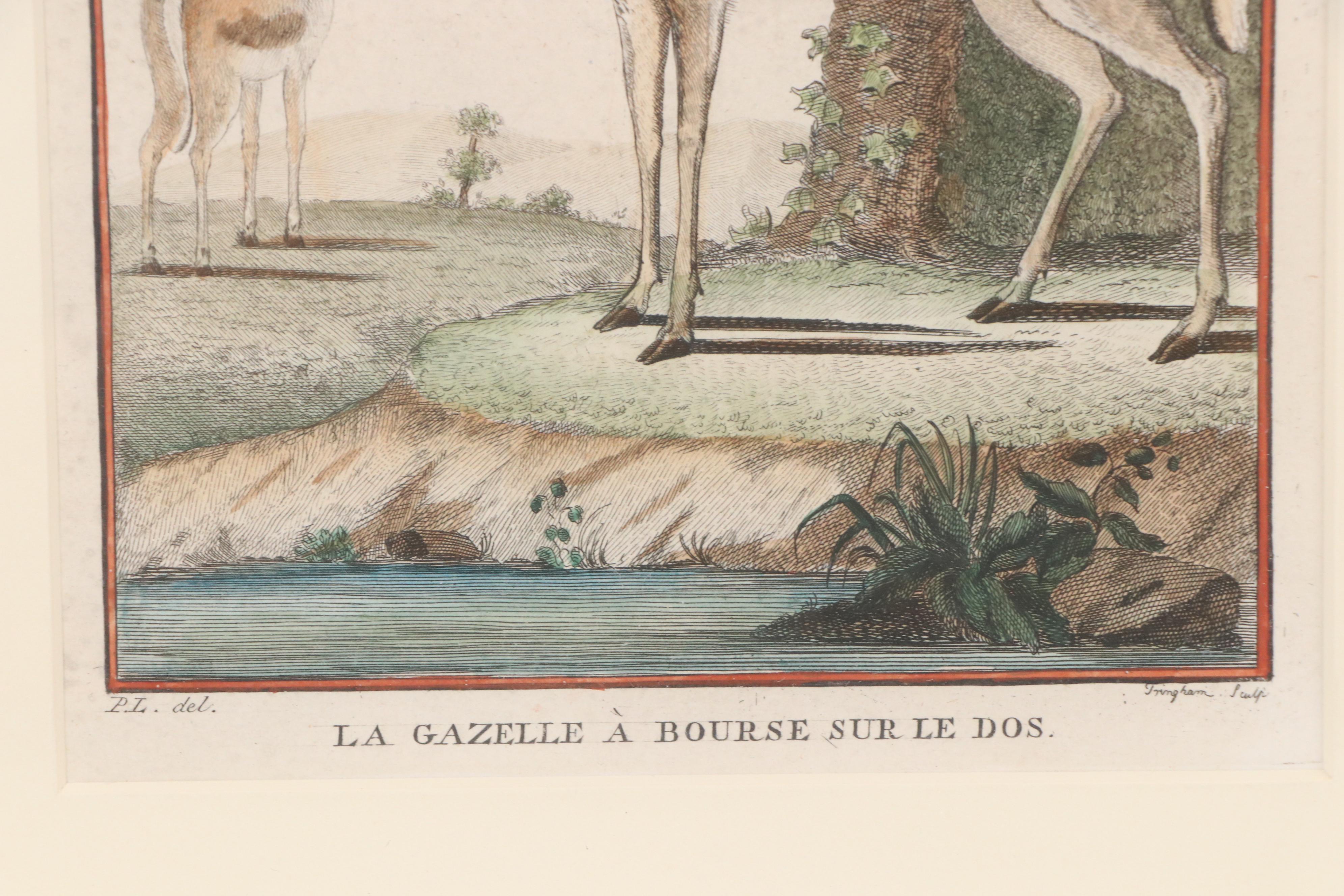 Hand-Colored Engravings "La Gazelle à Bourse sur le Dos" and "La Grimm"