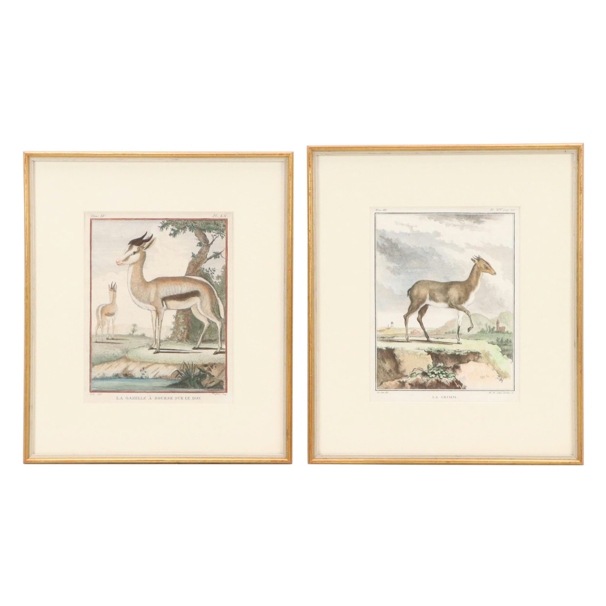 Hand-Colored Engravings "La Gazelle à Bourse sur le Dos" and "La Grimm"