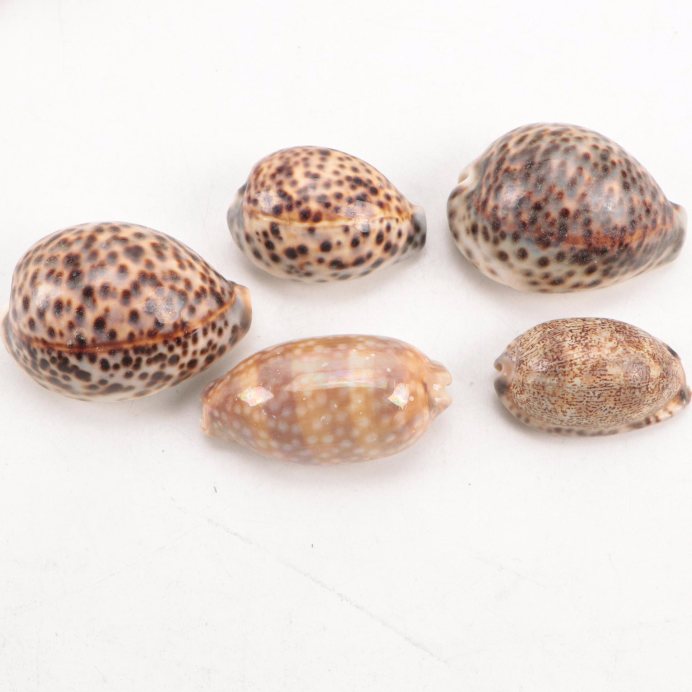 King Helmet Conch, Thorny Oyster, Pacific Crown Conch, Shells, Coral Fossils