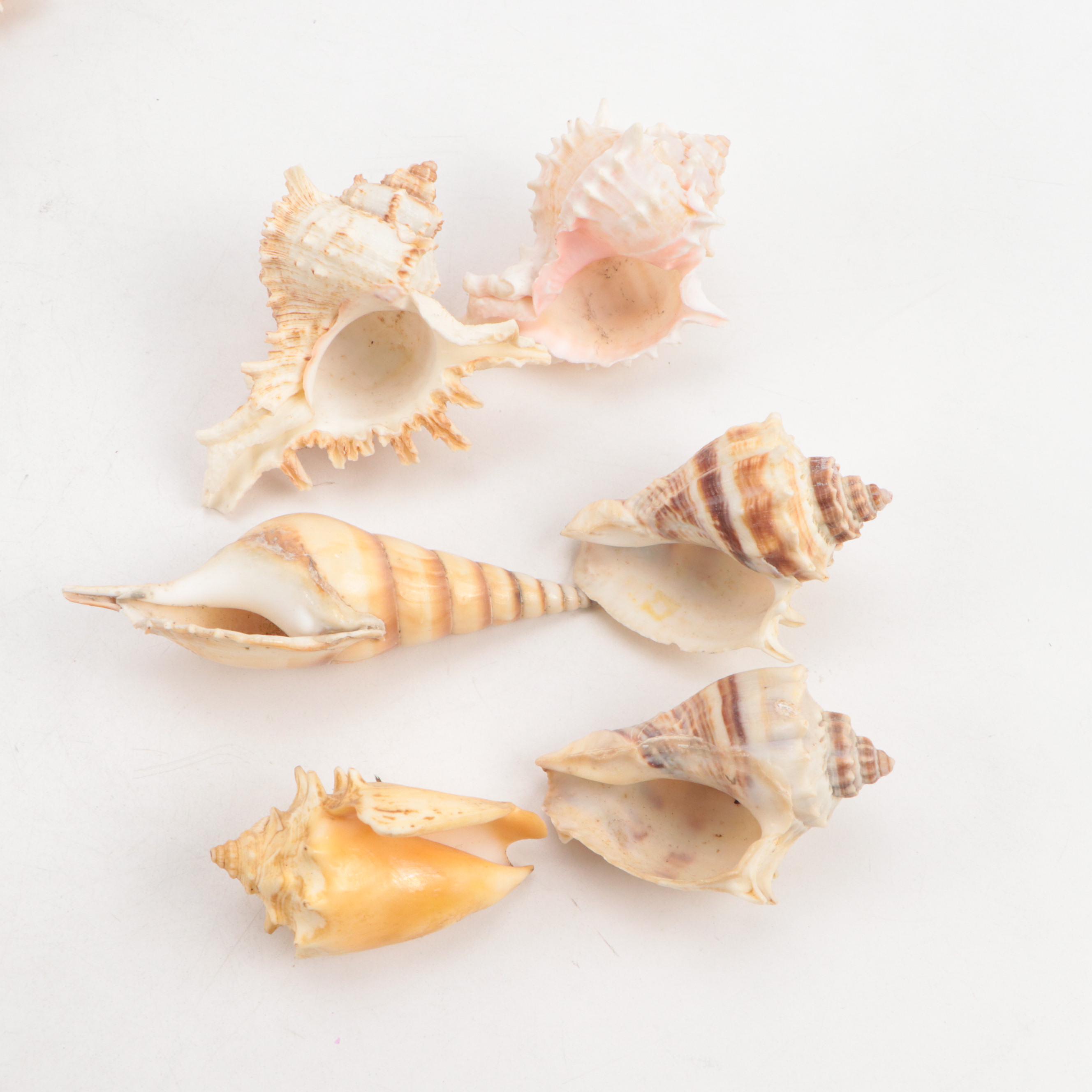 King Helmet Conch, Thorny Oyster, Pacific Crown Conch, Shells, Coral Fossils