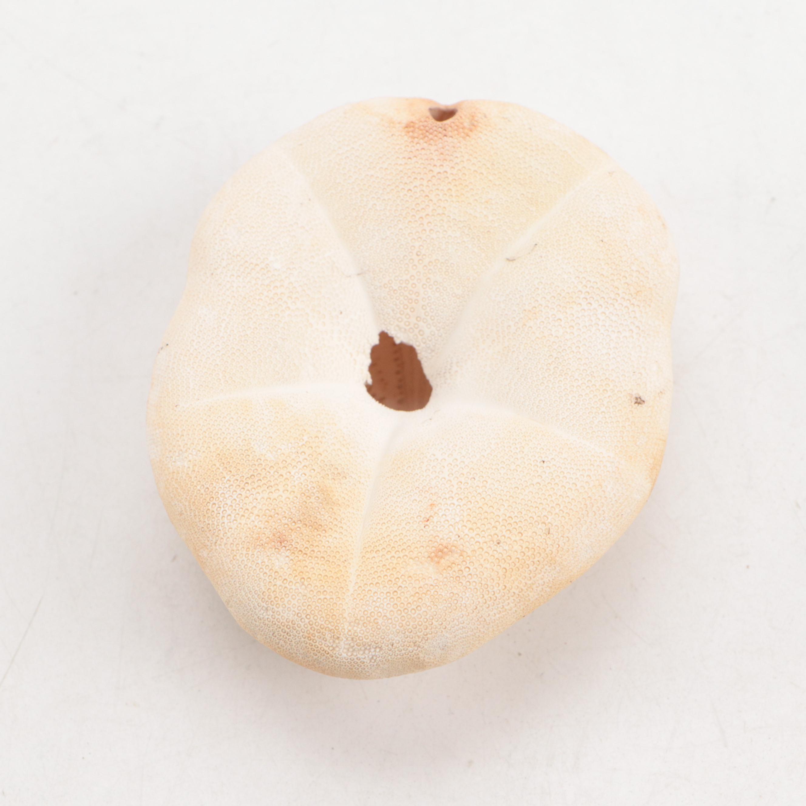 King Helmet Conch, Thorny Oyster, Pacific Crown Conch, Shells, Coral Fossils