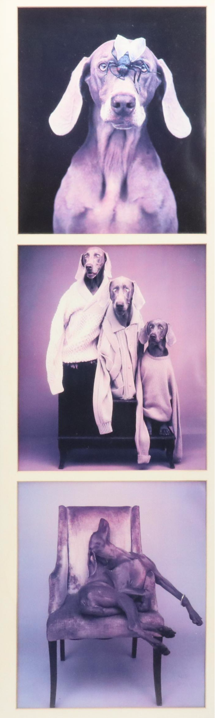 Offset Lithographs After W. Wegman "Fashion Trio" and Other Weimaraner Prints