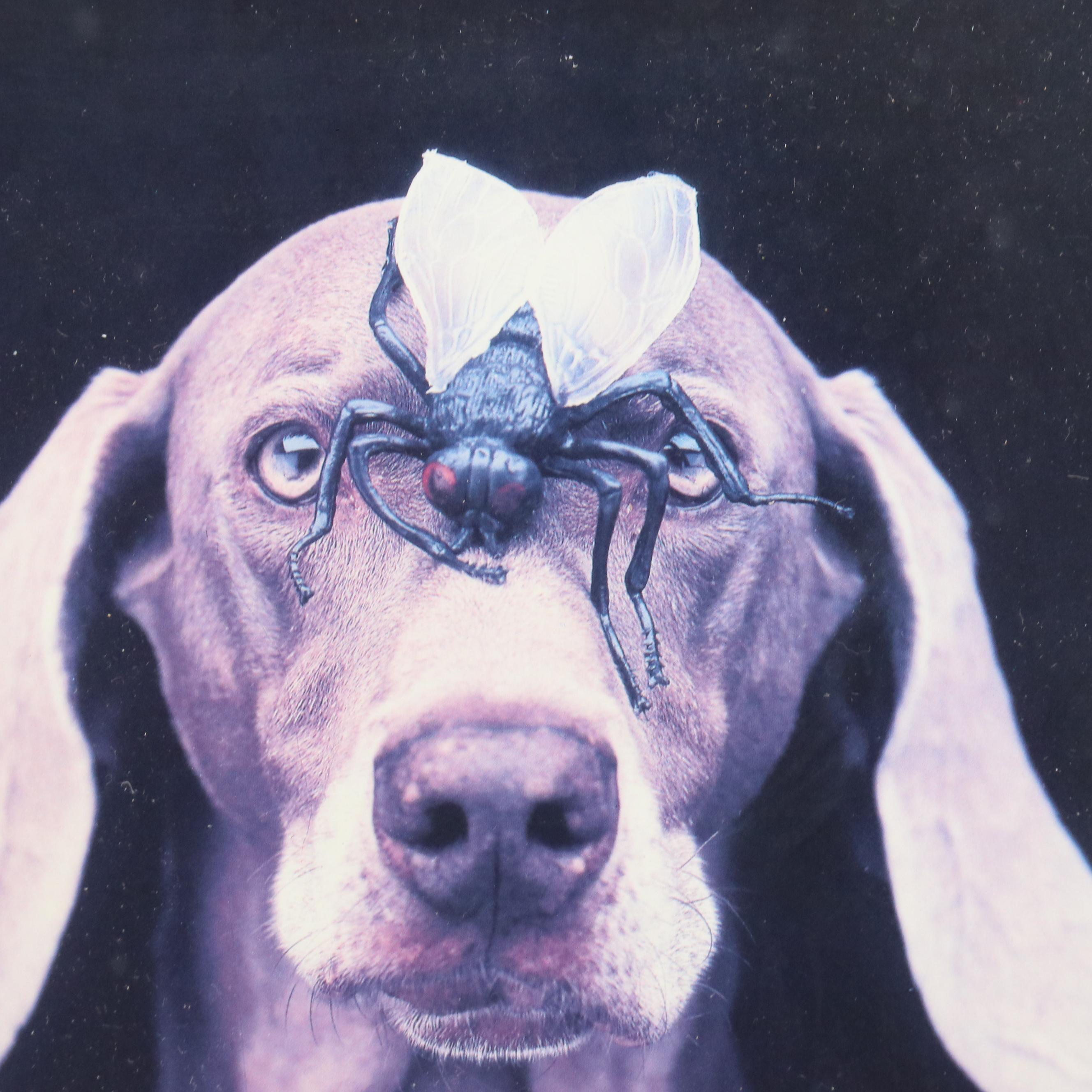 Offset Lithographs After W. Wegman "Fashion Trio" and Other Weimaraner Prints