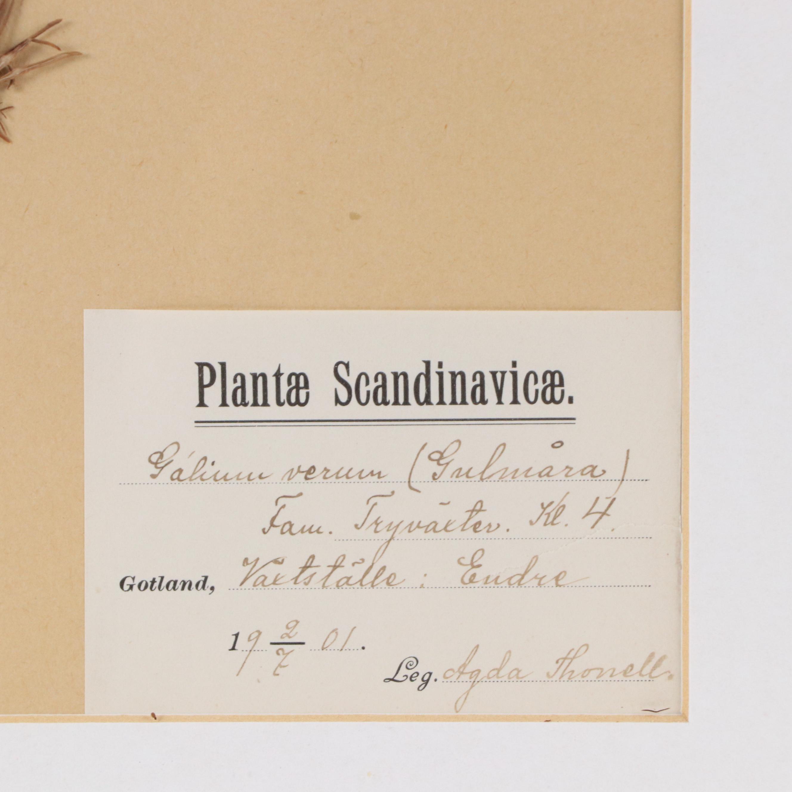Agda Thonell Pressed Plant Specimen "Galium verum," 1927