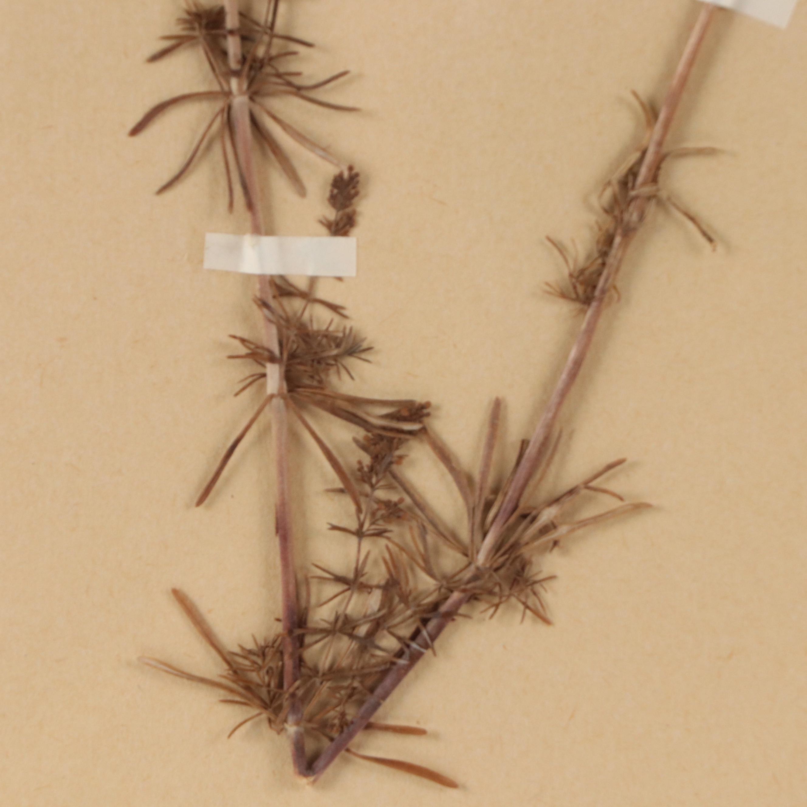 Agda Thonell Pressed Plant Specimen "Galium verum," 1927