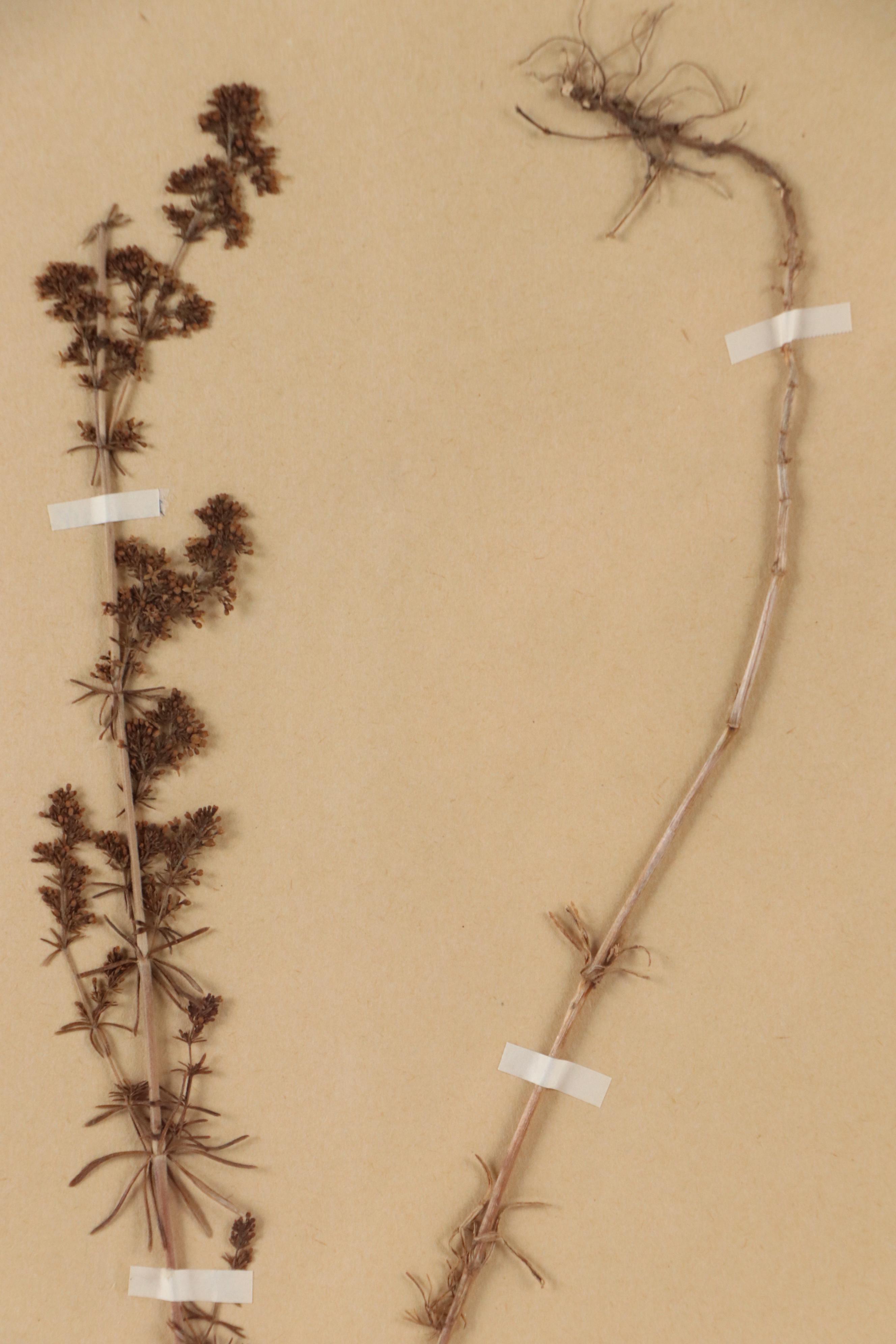 Agda Thonell Pressed Plant Specimen "Galium verum," 1927