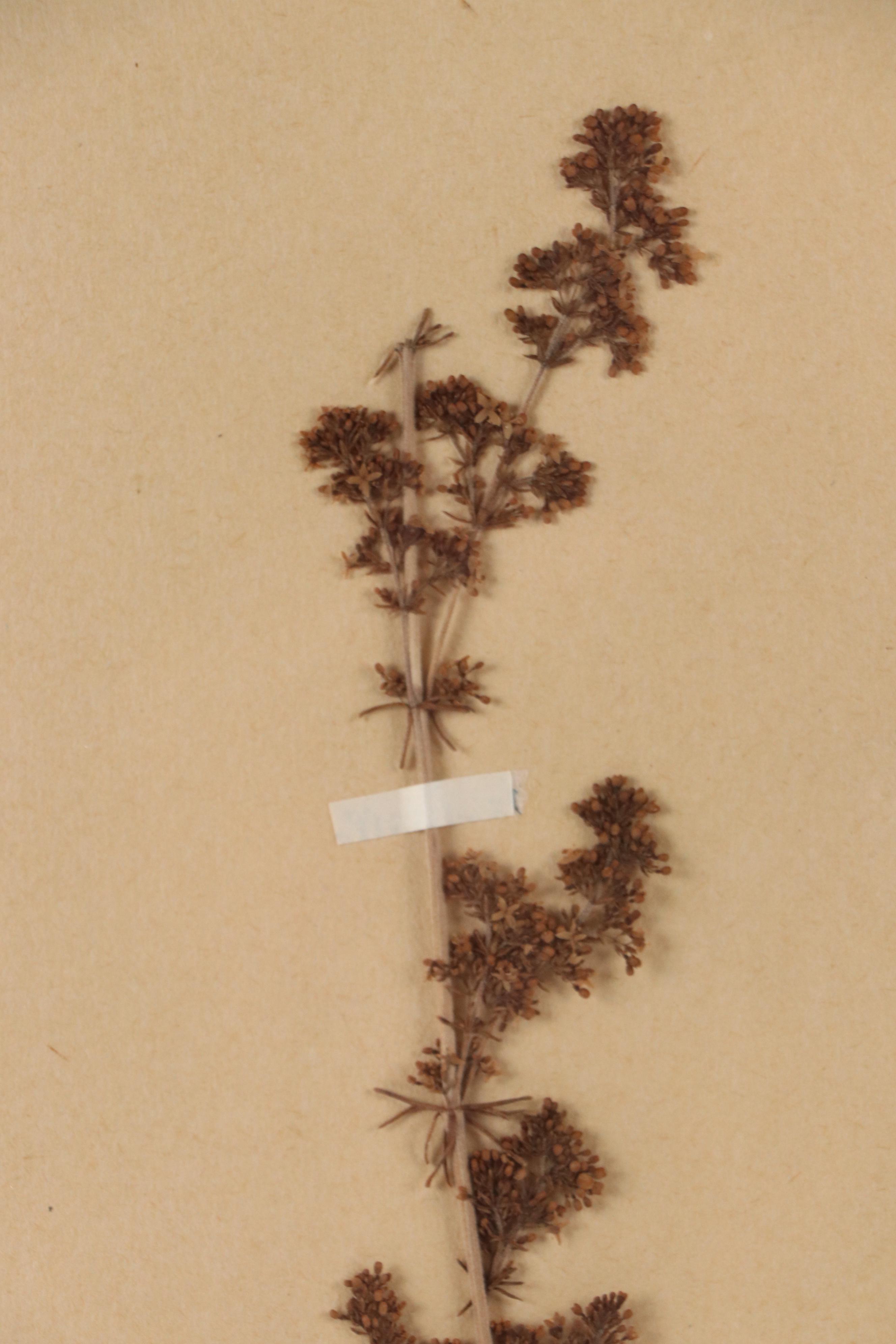 Agda Thonell Pressed Plant Specimen "Galium verum," 1927