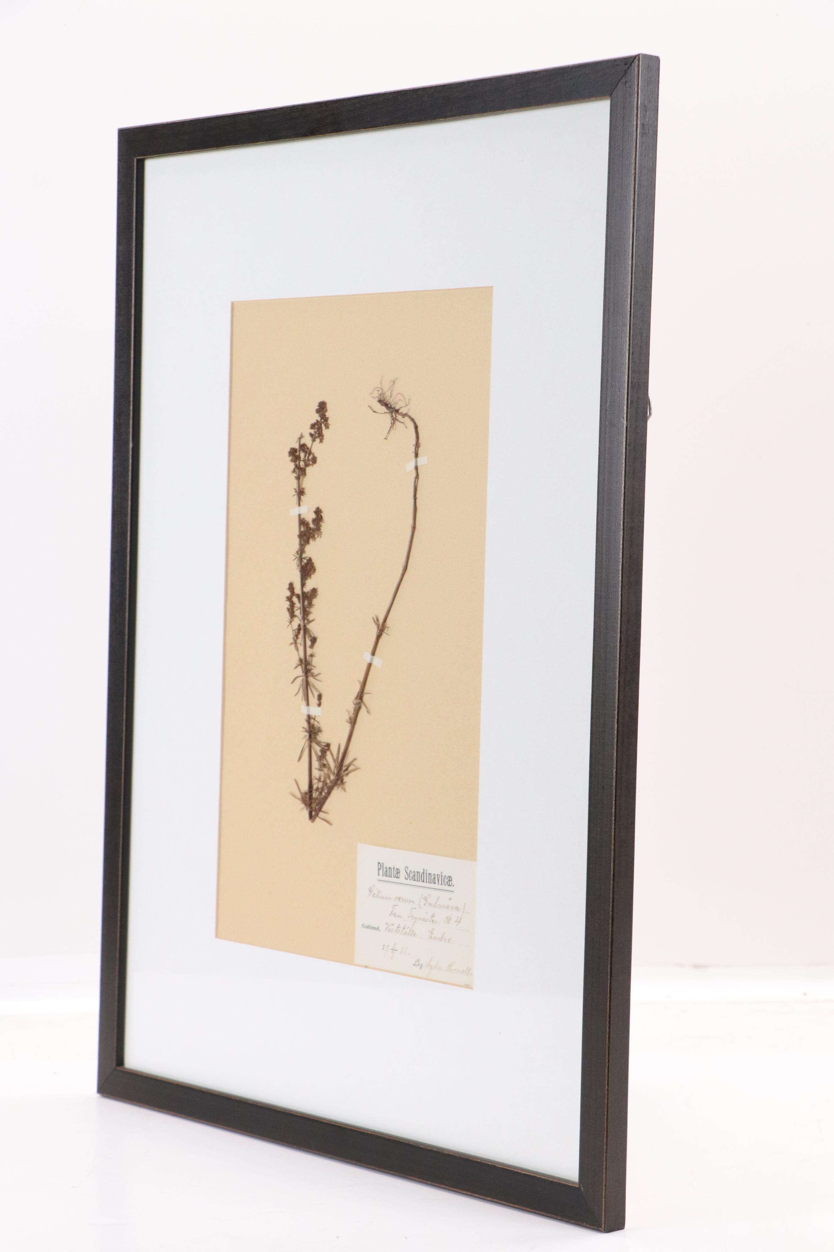 Agda Thonell Pressed Plant Specimen "Galium verum," 1927
