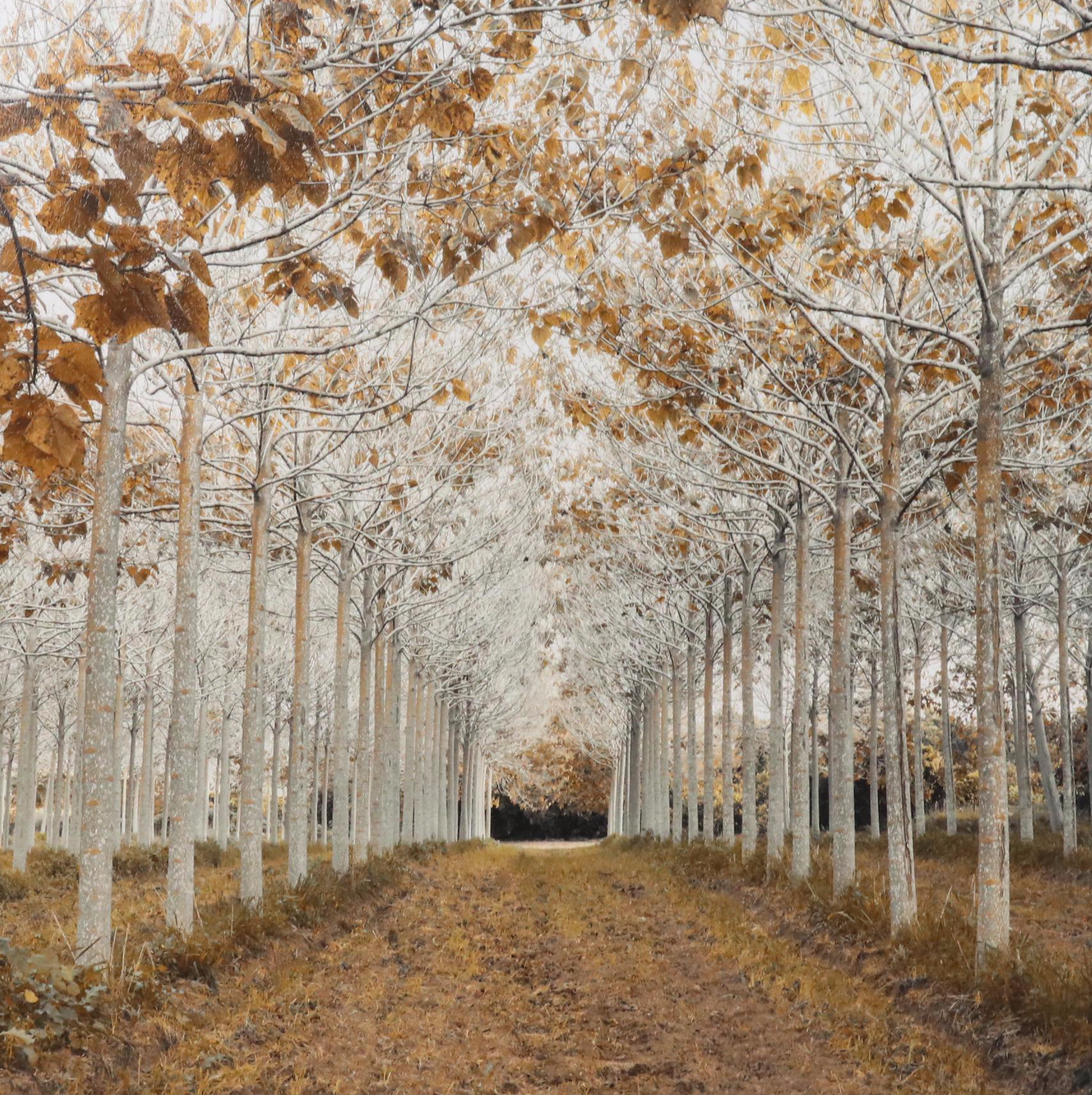 Giclée After Assaf Frank "White Gold," 21st Century