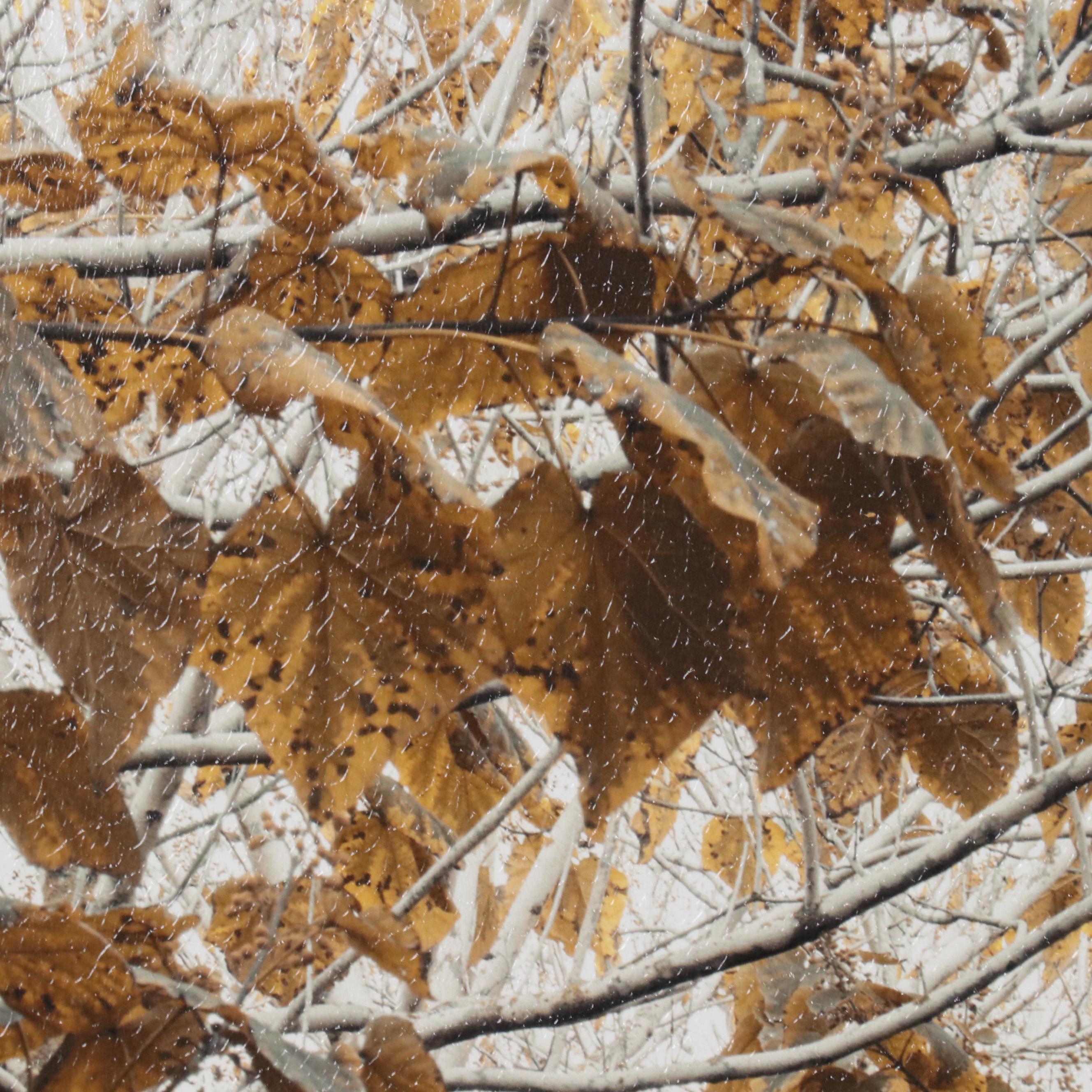 Giclée After Assaf Frank "White Gold," 21st Century