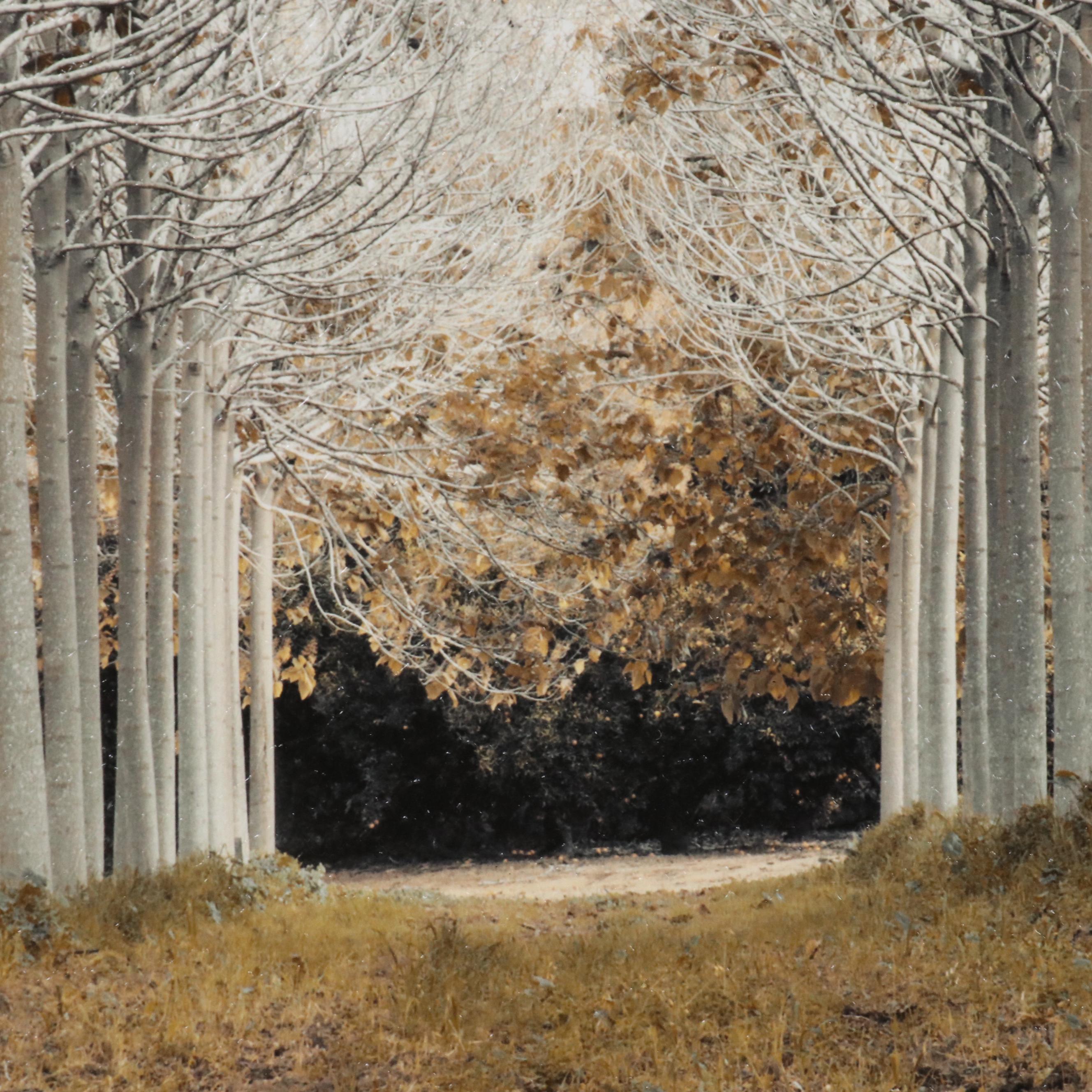 Giclée After Assaf Frank "White Gold," 21st Century