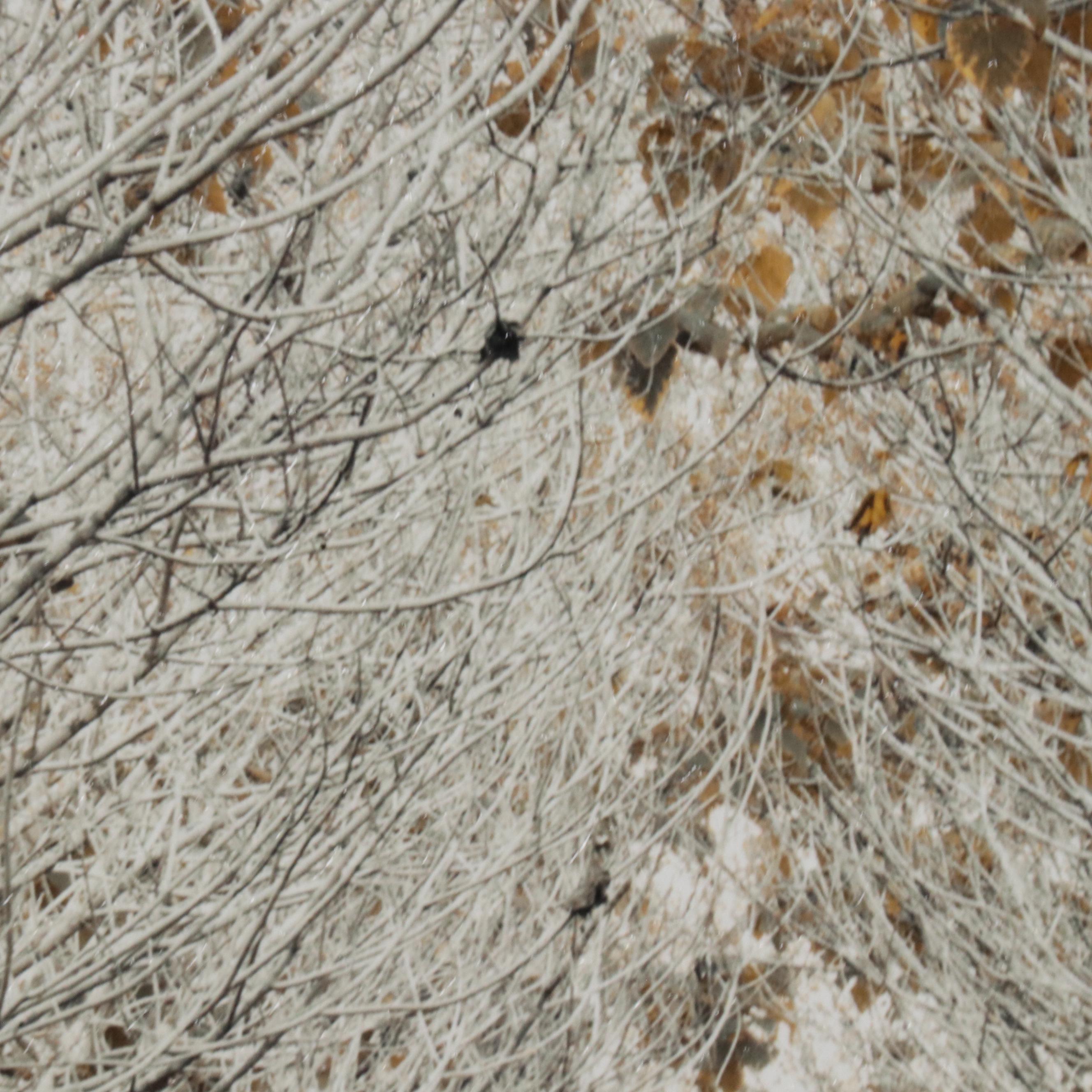 Giclée After Assaf Frank "White Gold," 21st Century