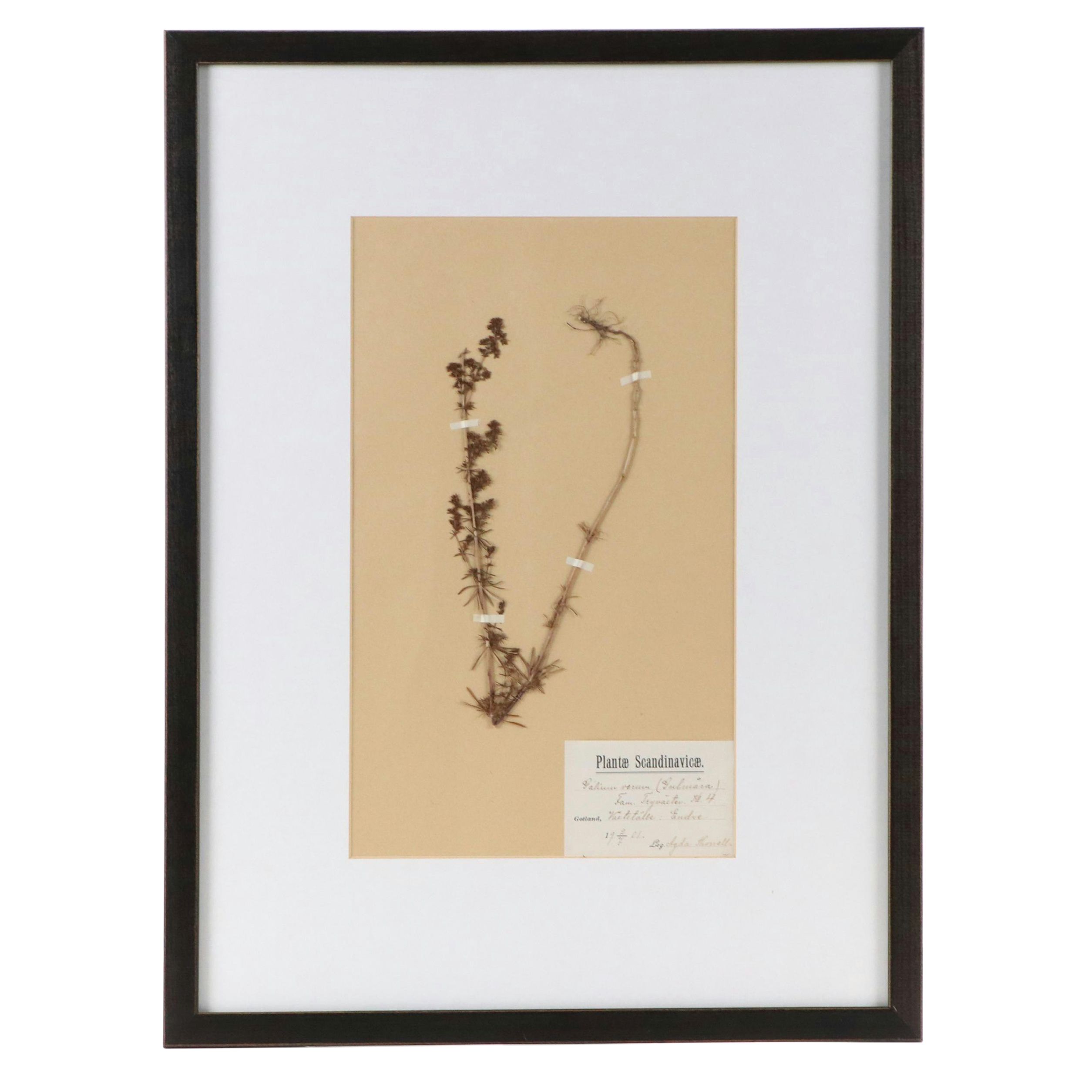 Agda Thonell Pressed Plant Specimen "Galium verum," 1927