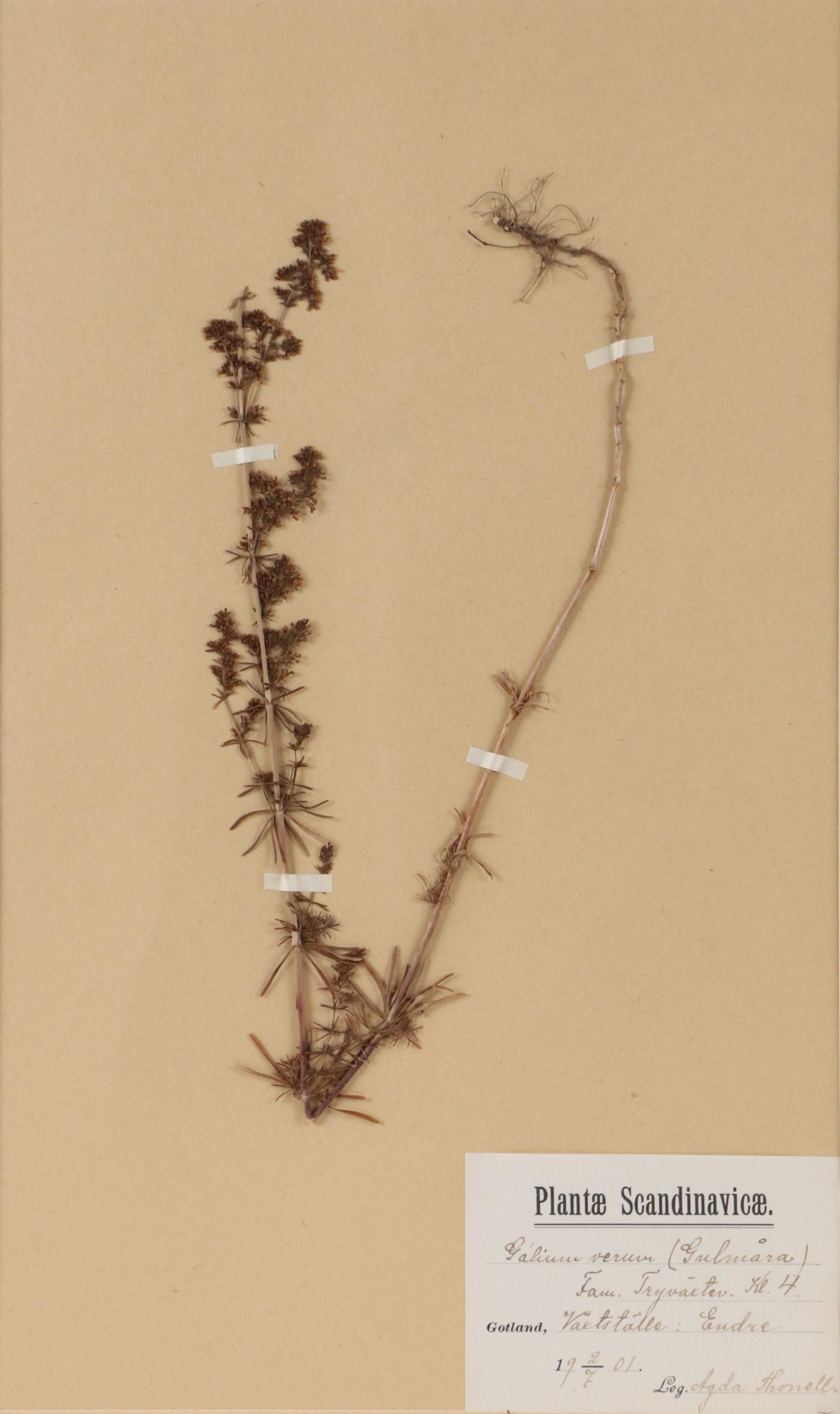 Agda Thonell Pressed Plant Specimen "Galium verum," 1927