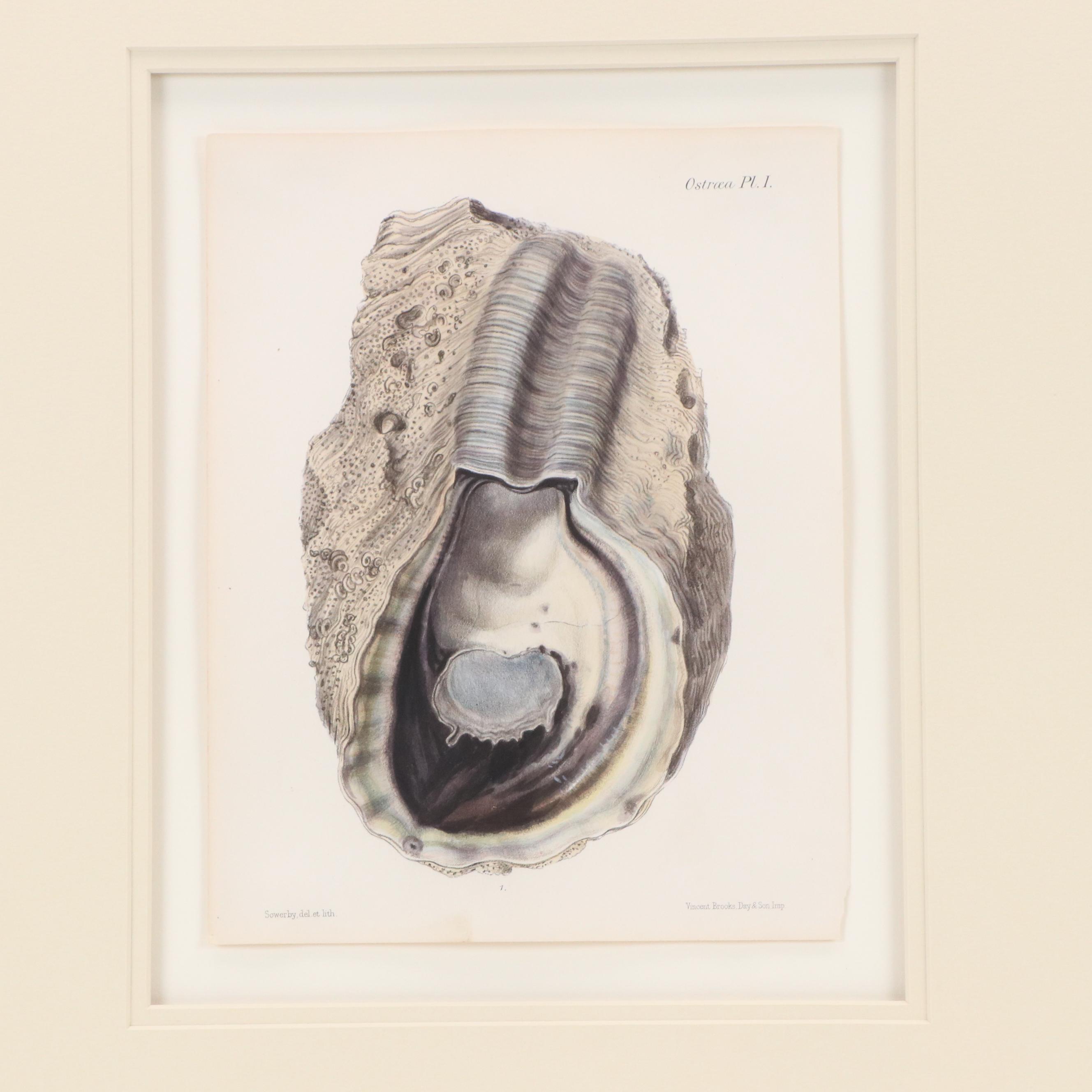 After G.B. Sowerby I Hand-Colored Conchological Lithograph of Oyster, 1854
