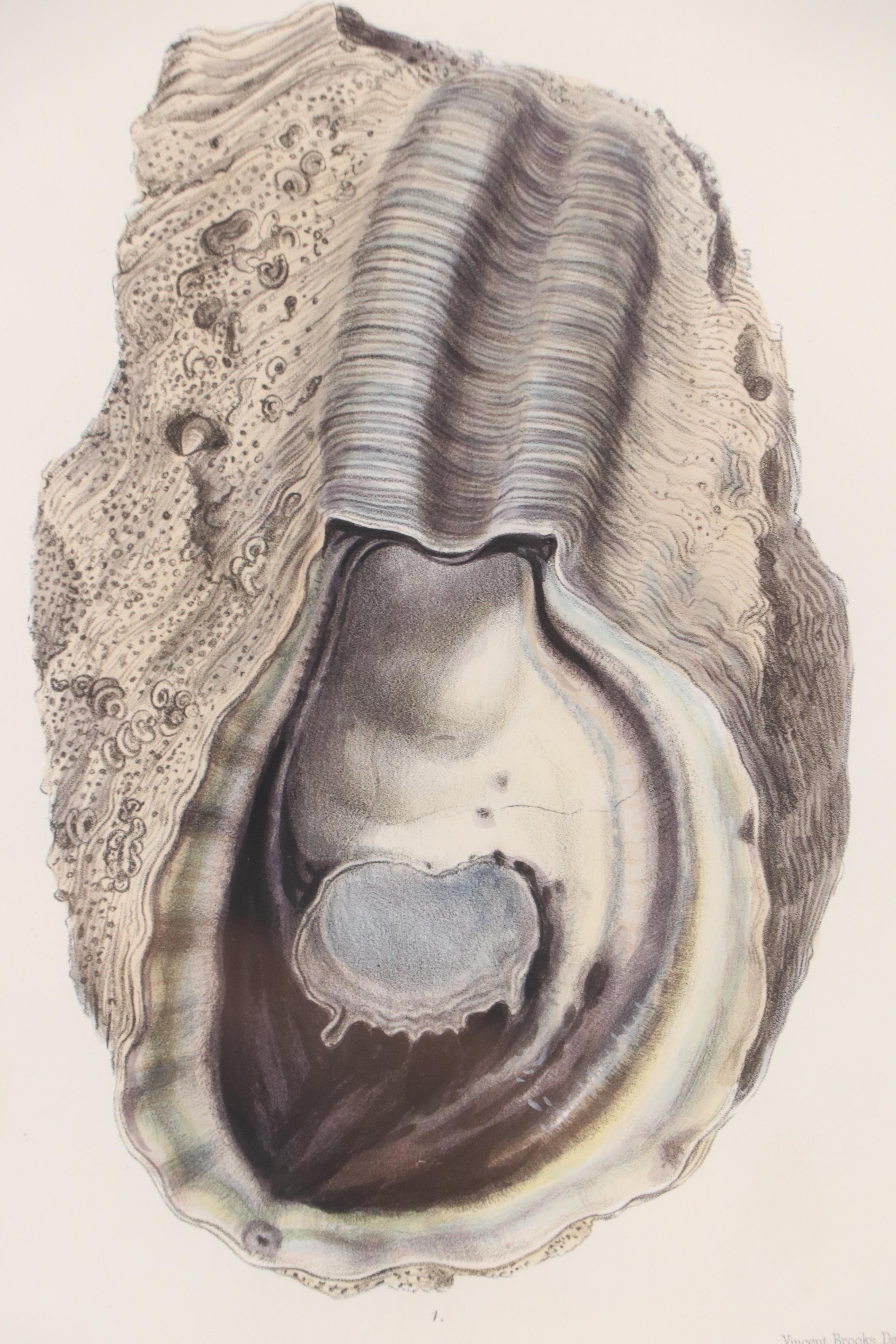 After G.B. Sowerby I Hand-Colored Conchological Lithograph of Oyster, 1854