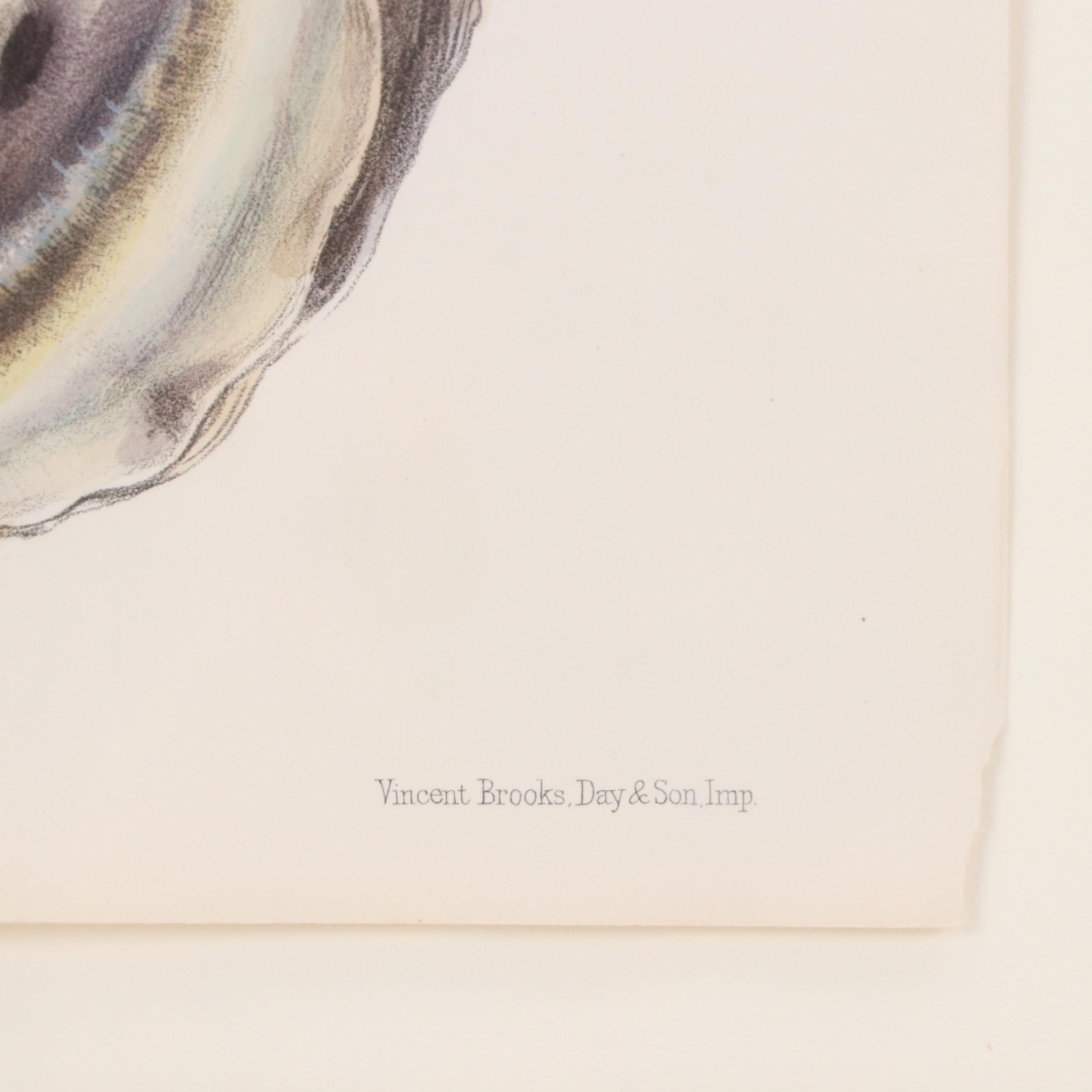 After G.B. Sowerby I Hand-Colored Conchological Lithograph of Oyster, 1854