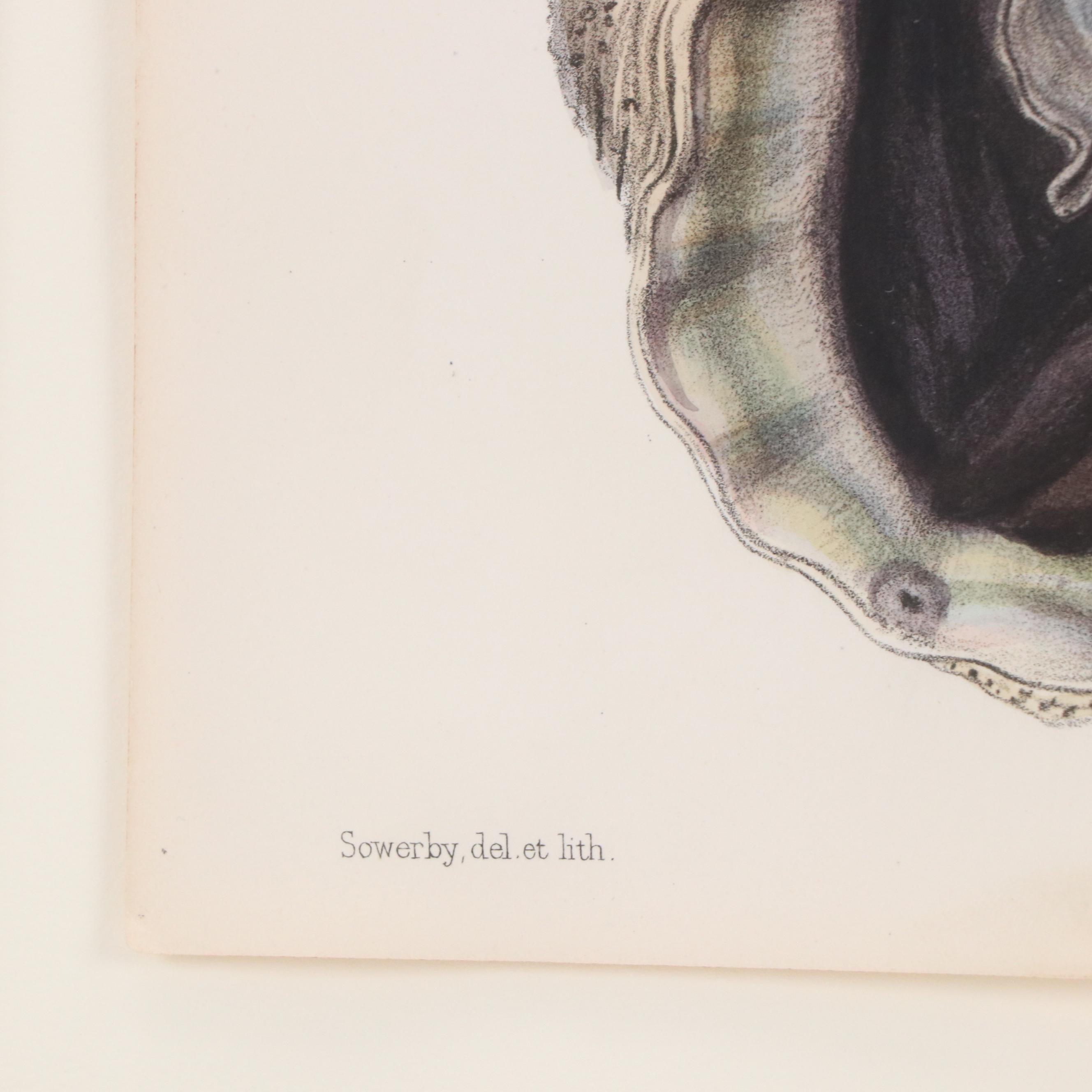 After G.B. Sowerby I Hand-Colored Conchological Lithograph of Oyster, 1854