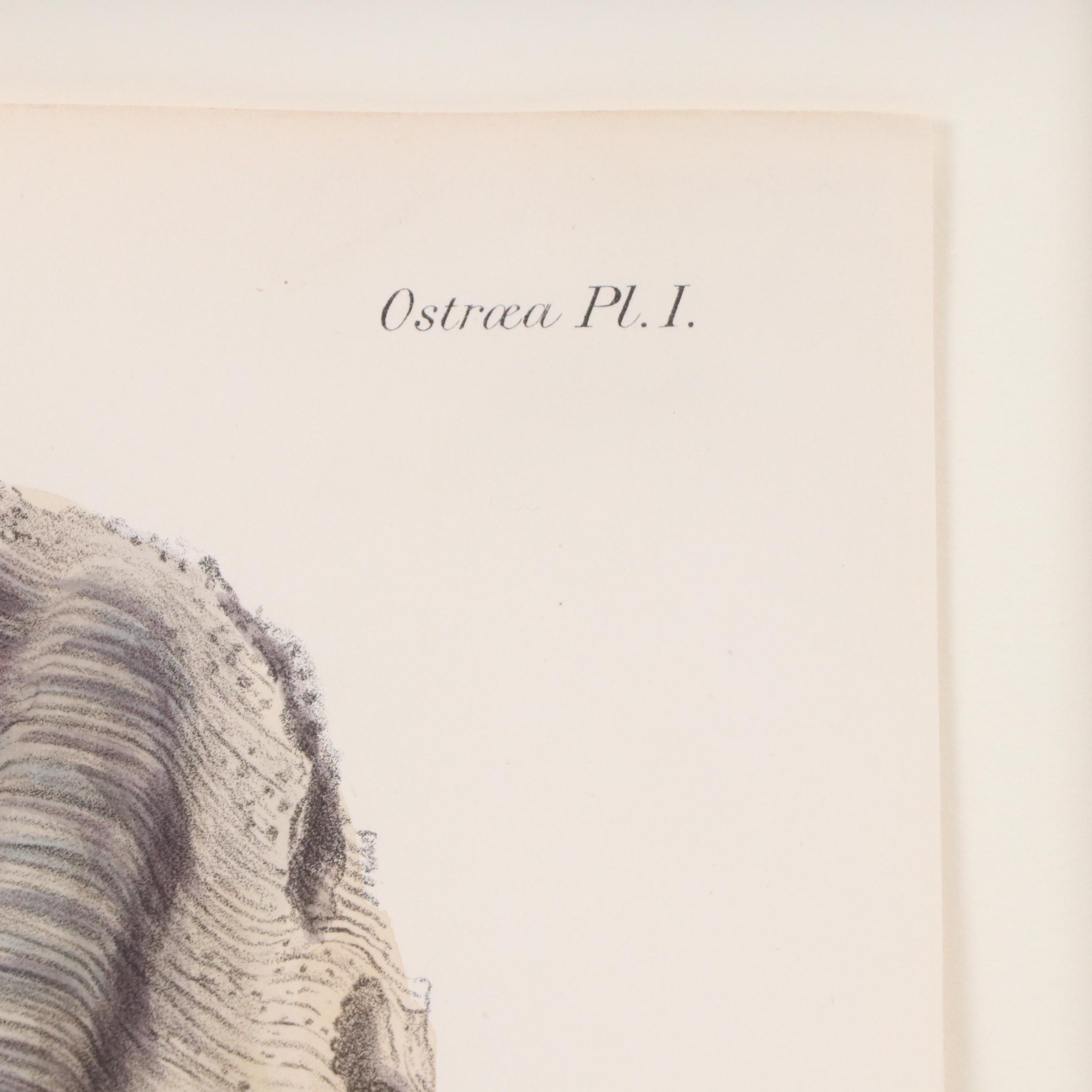 After G.B. Sowerby I Hand-Colored Conchological Lithograph of Oyster, 1854