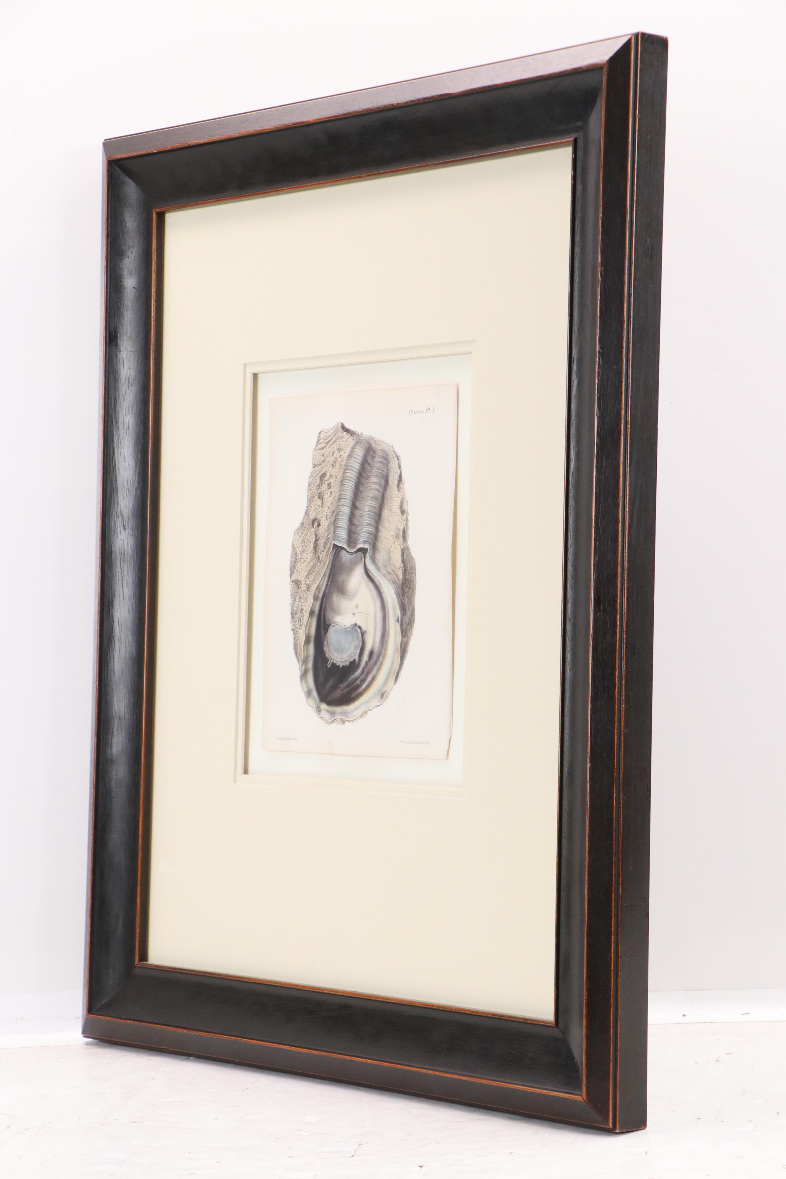 After G.B. Sowerby I Hand-Colored Conchological Lithograph of Oyster, 1854