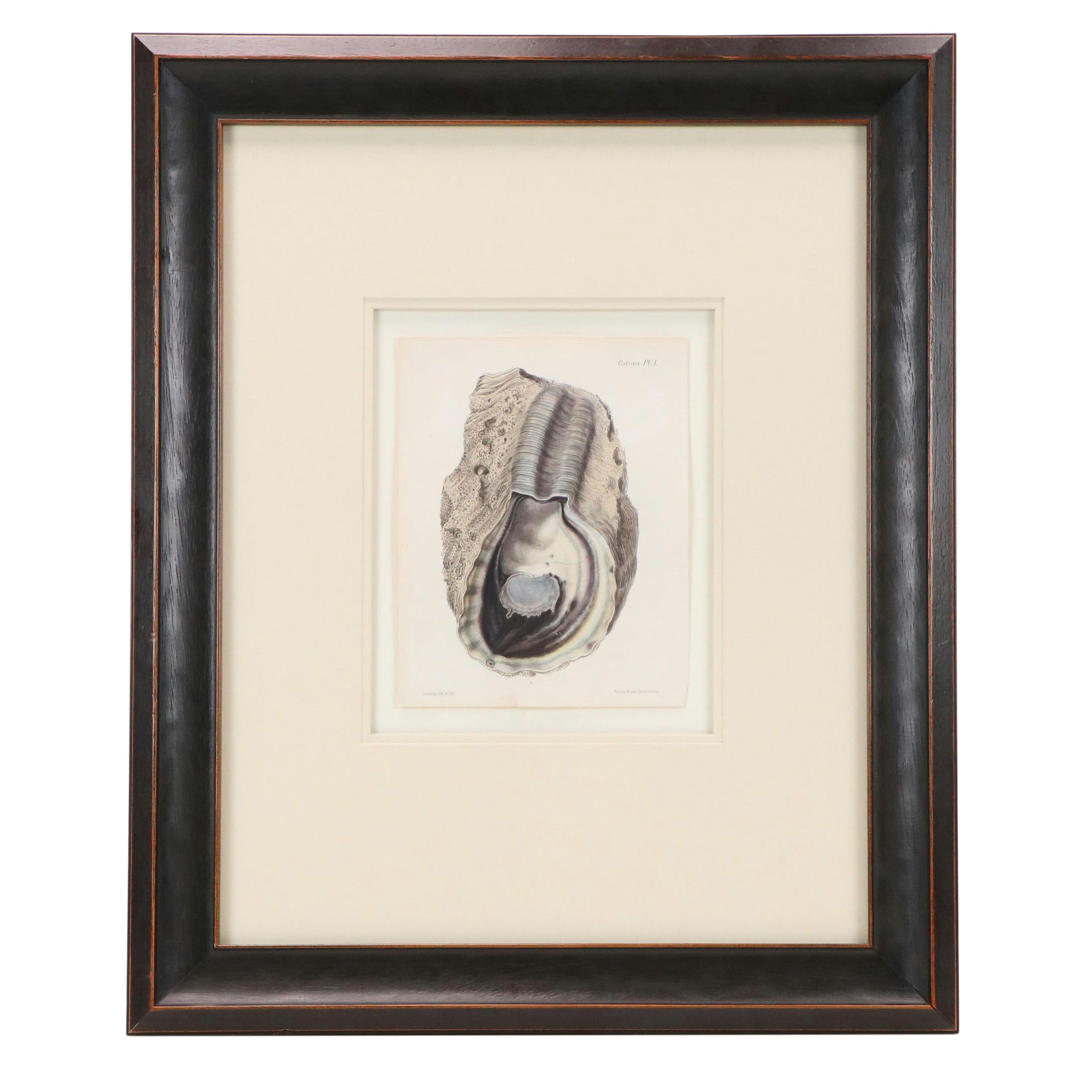 After G.B. Sowerby I Hand-Colored Conchological Lithograph of Oyster, 1854