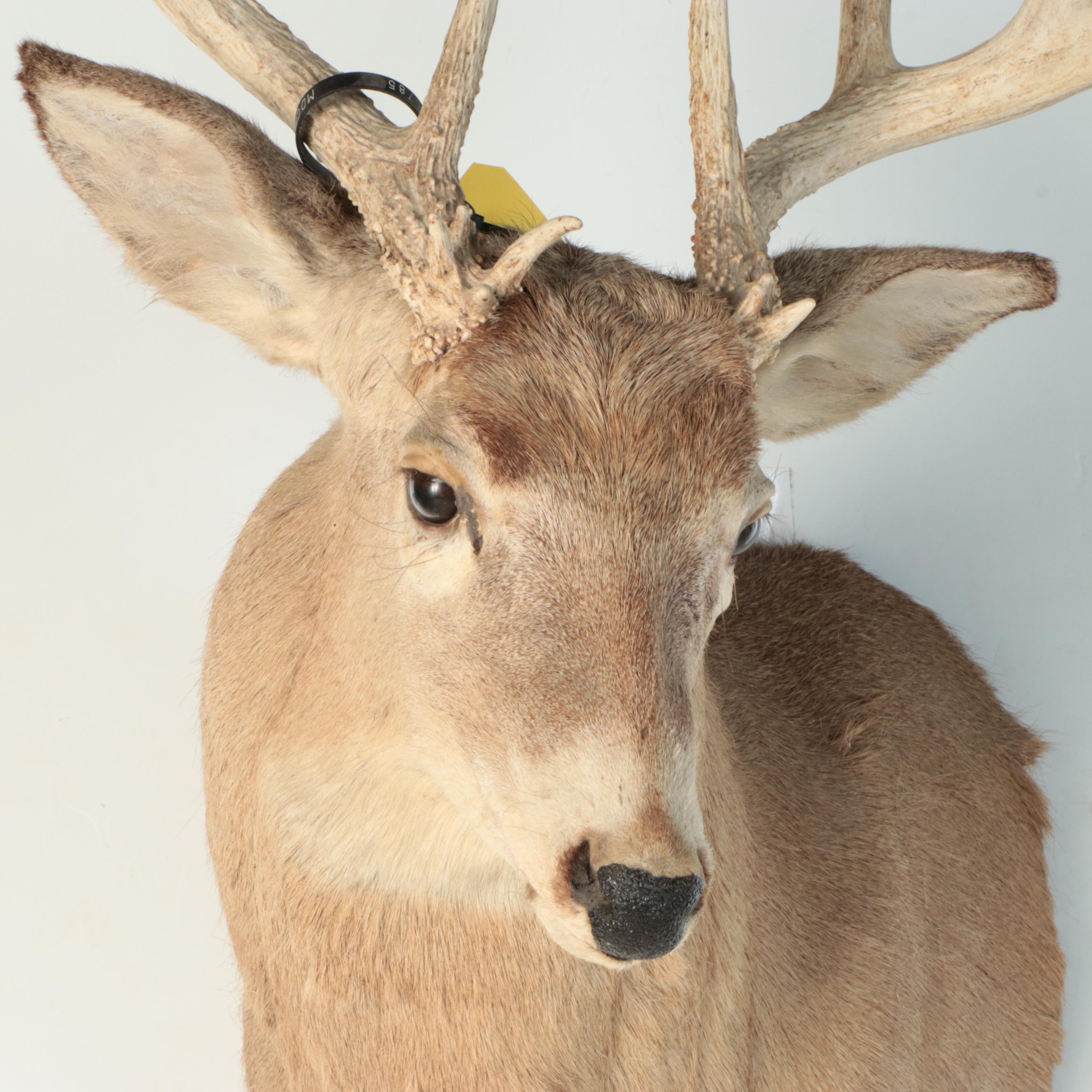 Taxidermy White-Tailed Deer Shoulder Mount