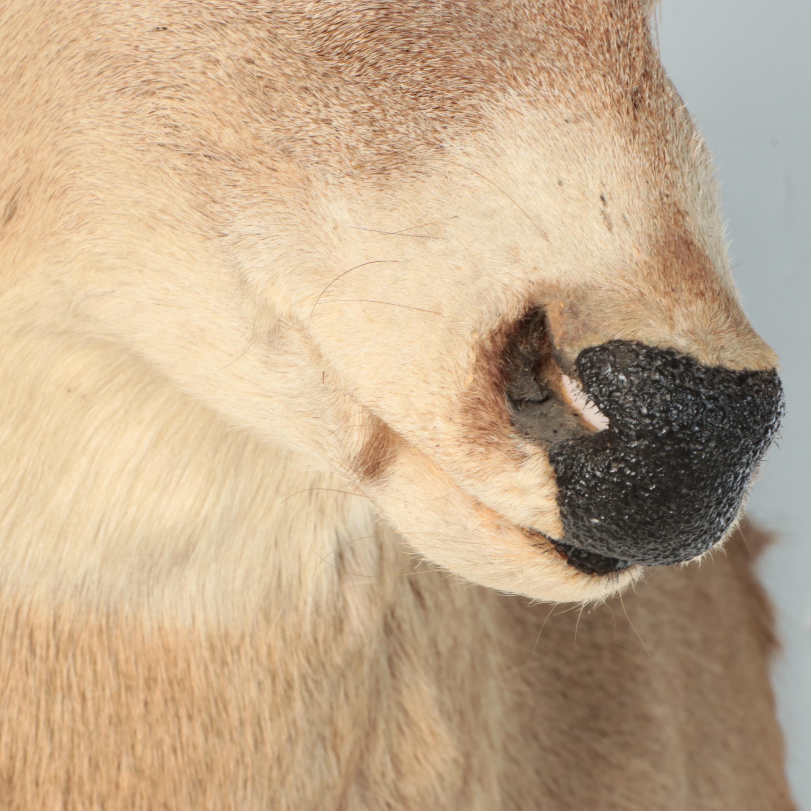 Taxidermy White-Tailed Deer Shoulder Mount