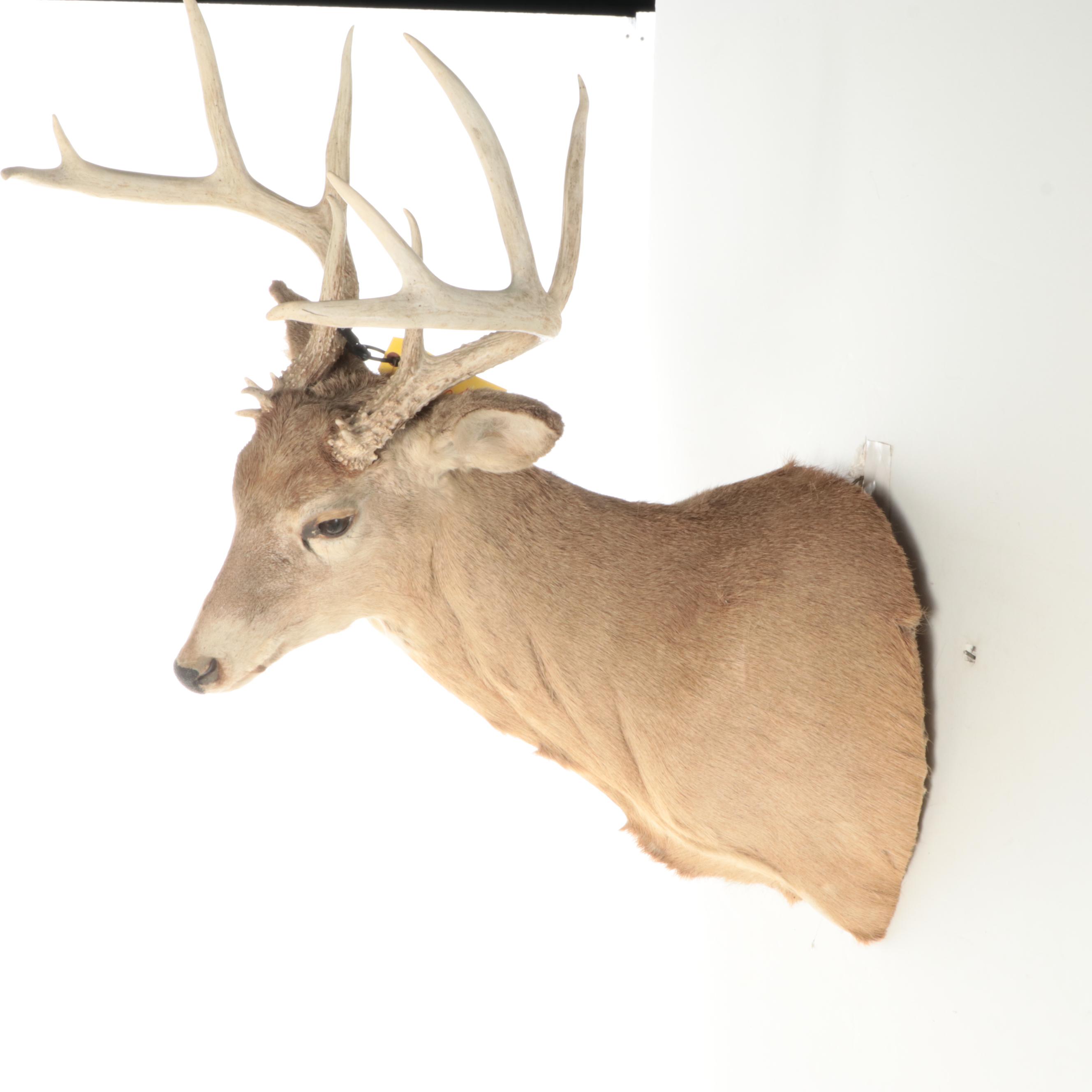 Taxidermy White-Tailed Deer Shoulder Mount