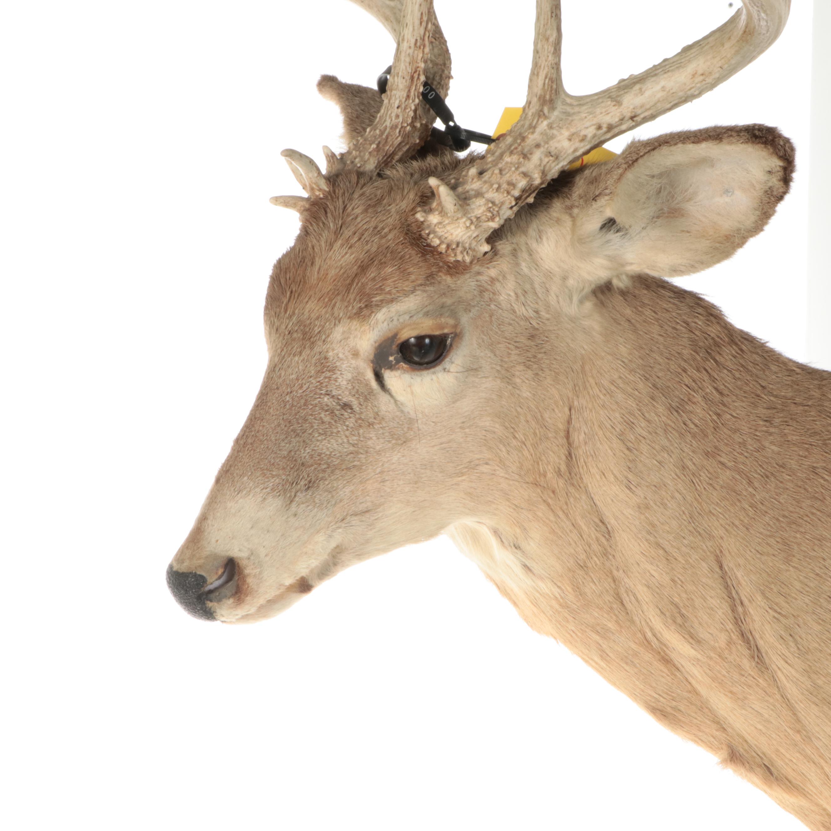 Taxidermy White-Tailed Deer Shoulder Mount