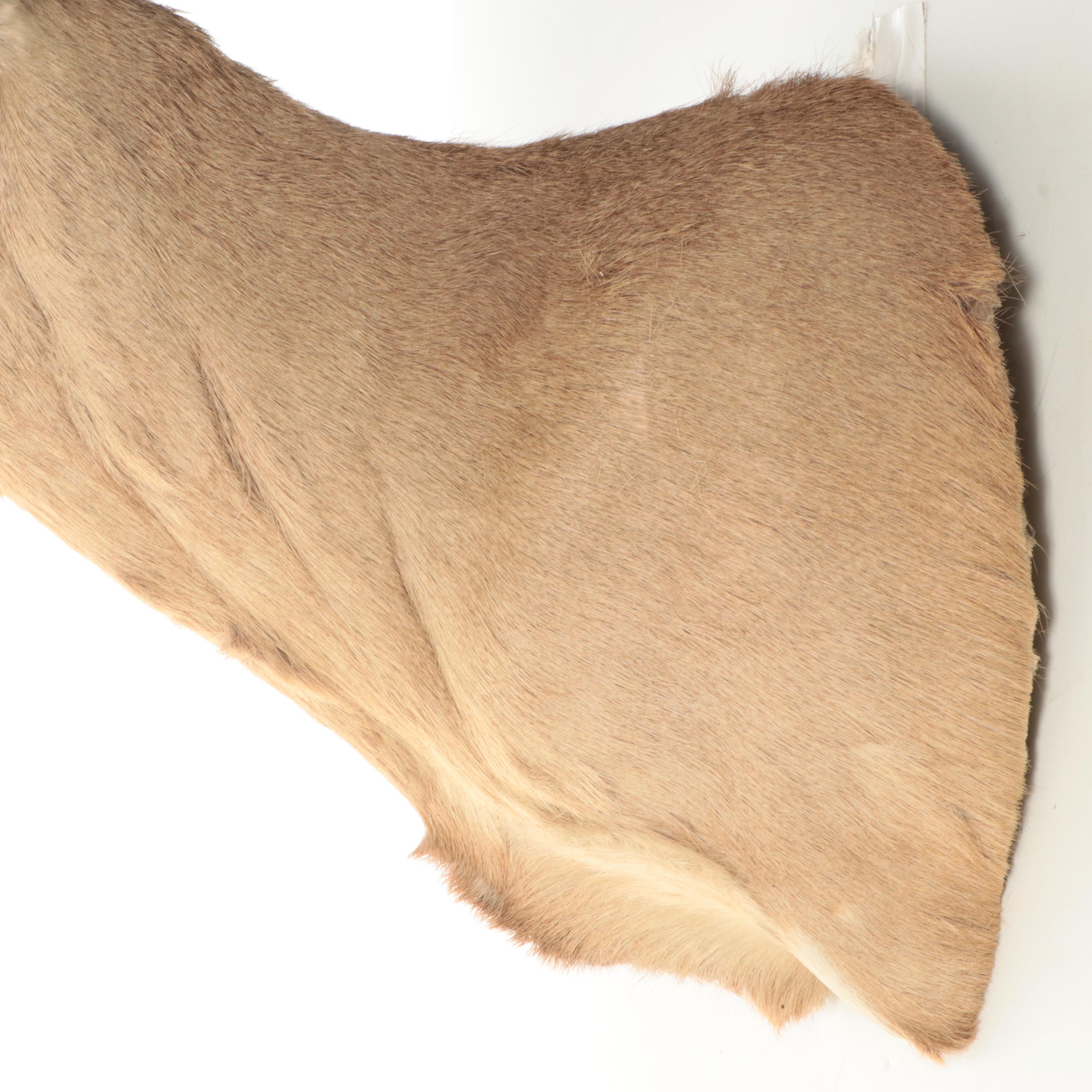 Taxidermy White-Tailed Deer Shoulder Mount