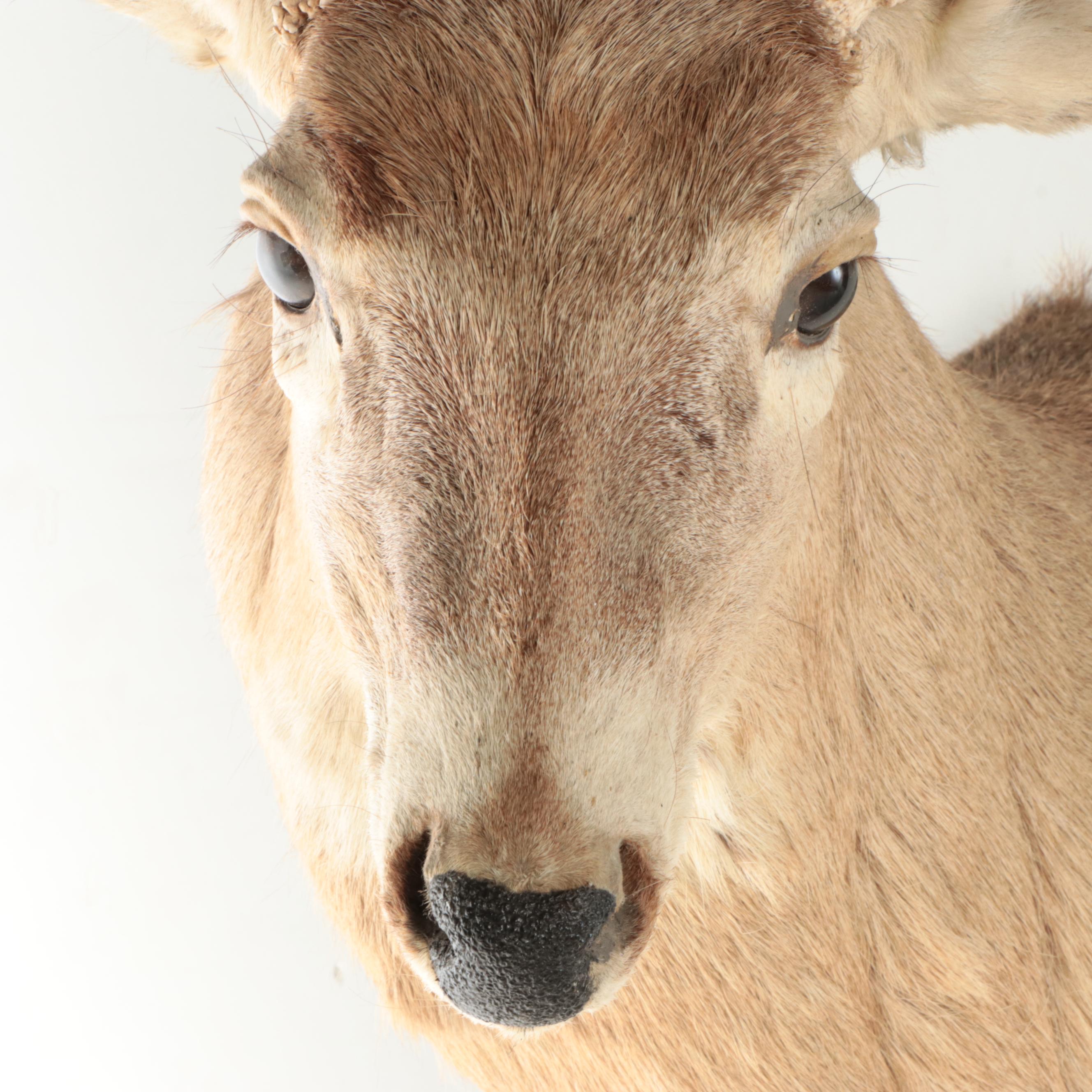 Taxidermy White-Tailed Deer Shoulder Mount