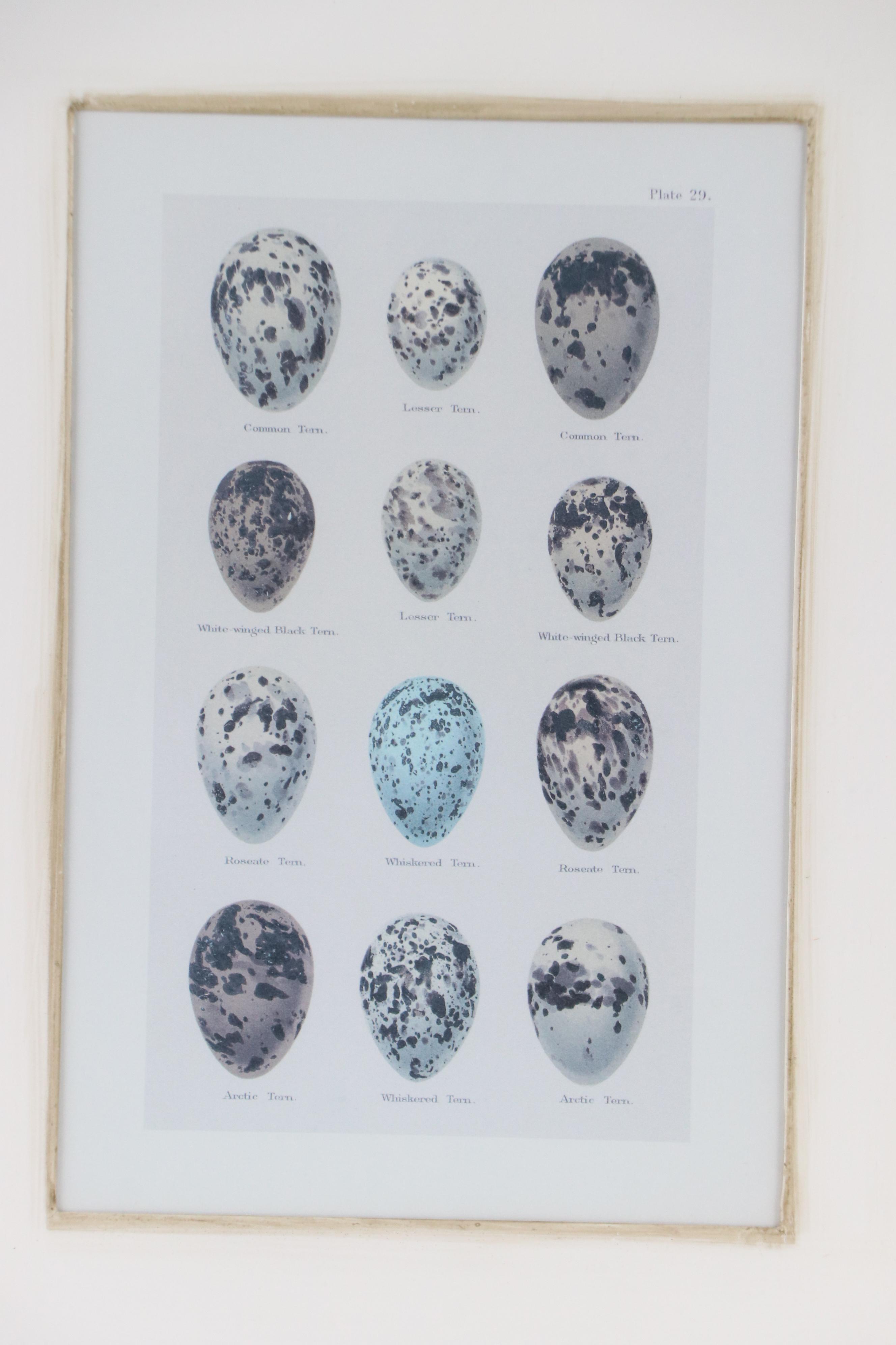 Pair of Offset Lithographs After Henry Seebohm's "Eggs of British Birds"