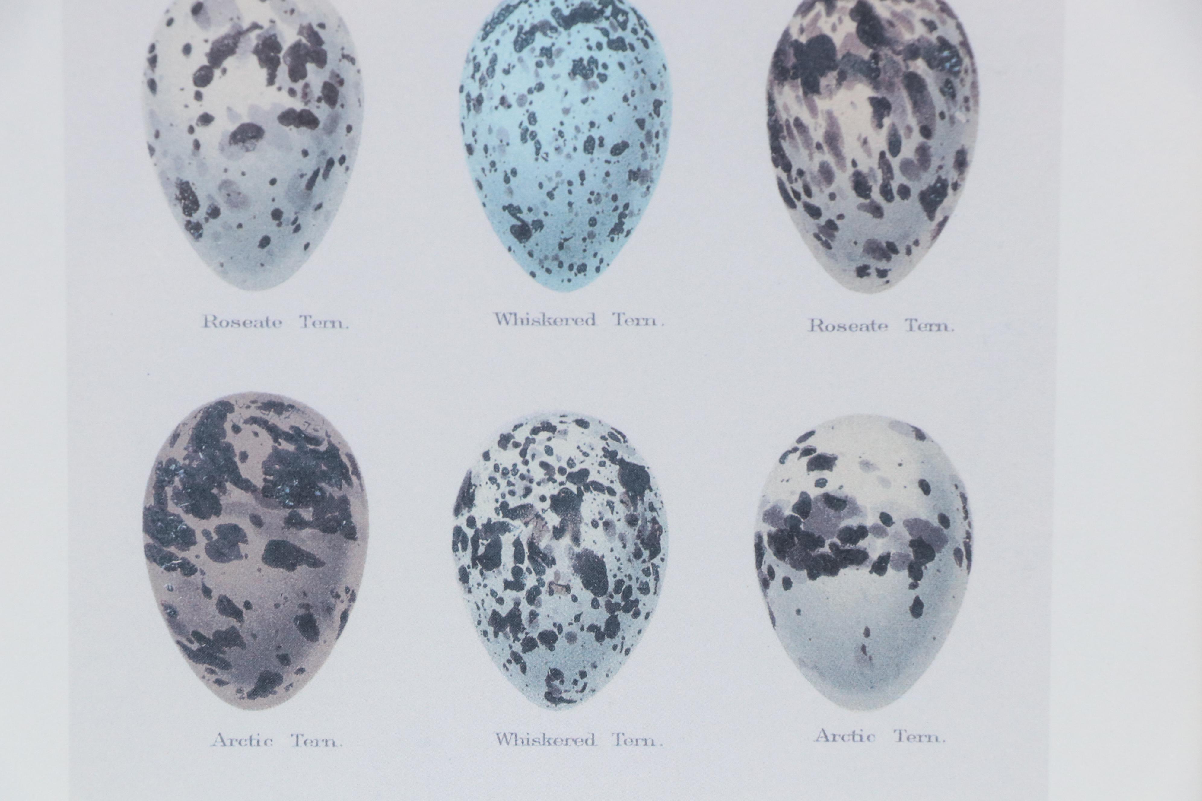 Pair of Offset Lithographs After Henry Seebohm's "Eggs of British Birds"