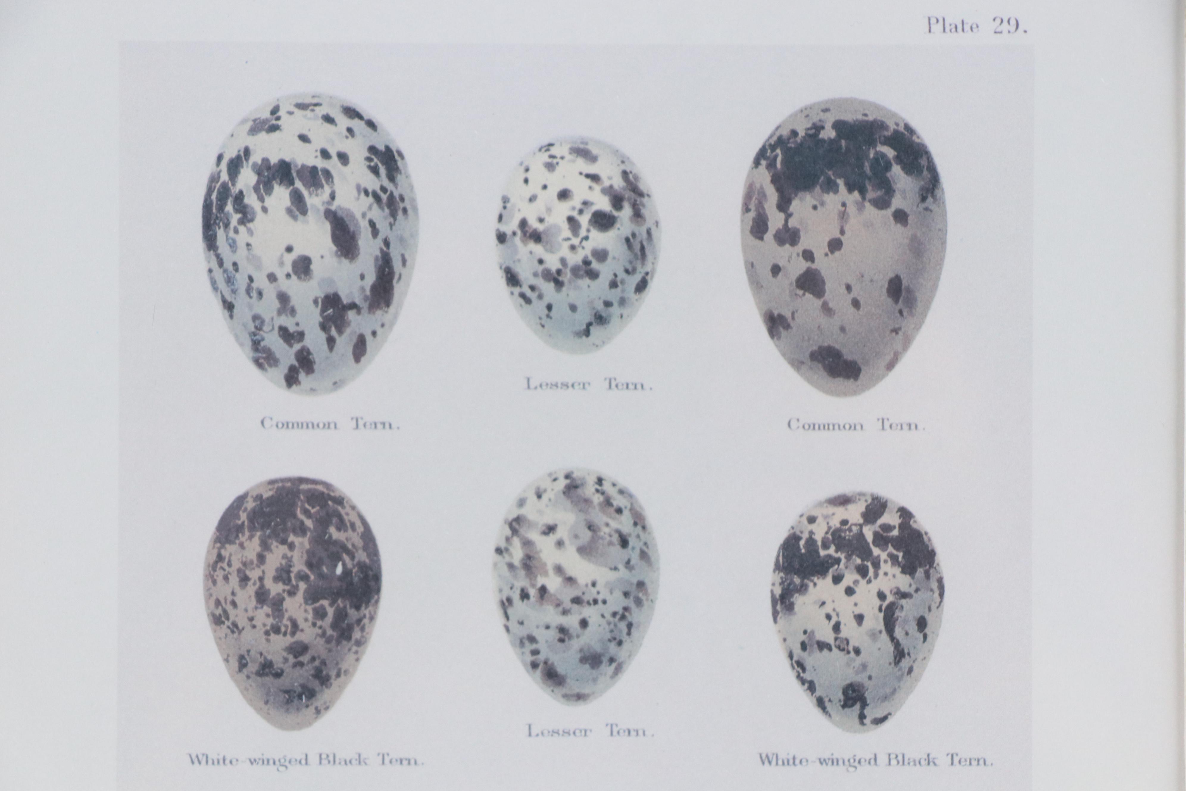 Pair of Offset Lithographs After Henry Seebohm's "Eggs of British Birds"