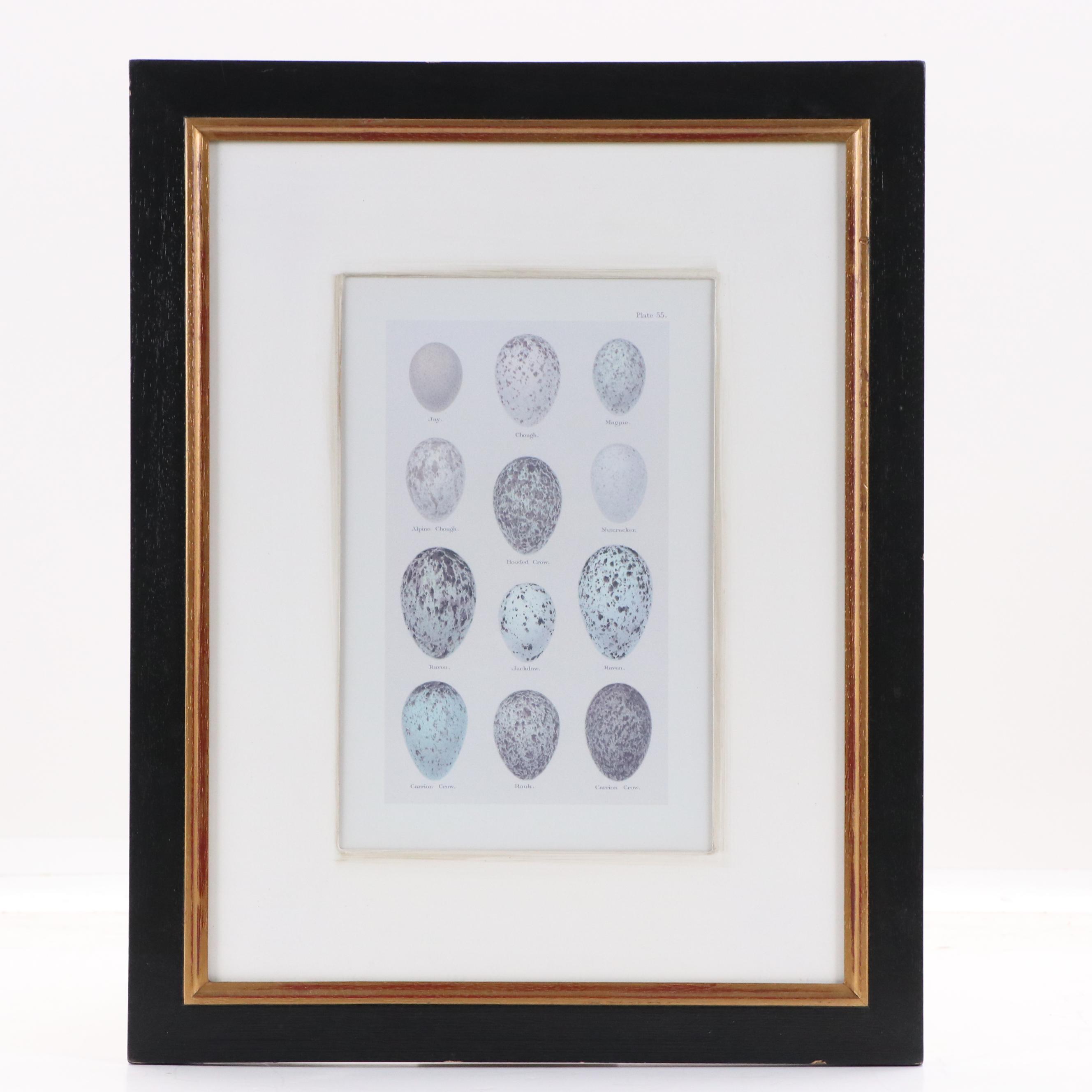 Pair of Offset Lithographs After Henry Seebohm's "Eggs of British Birds"