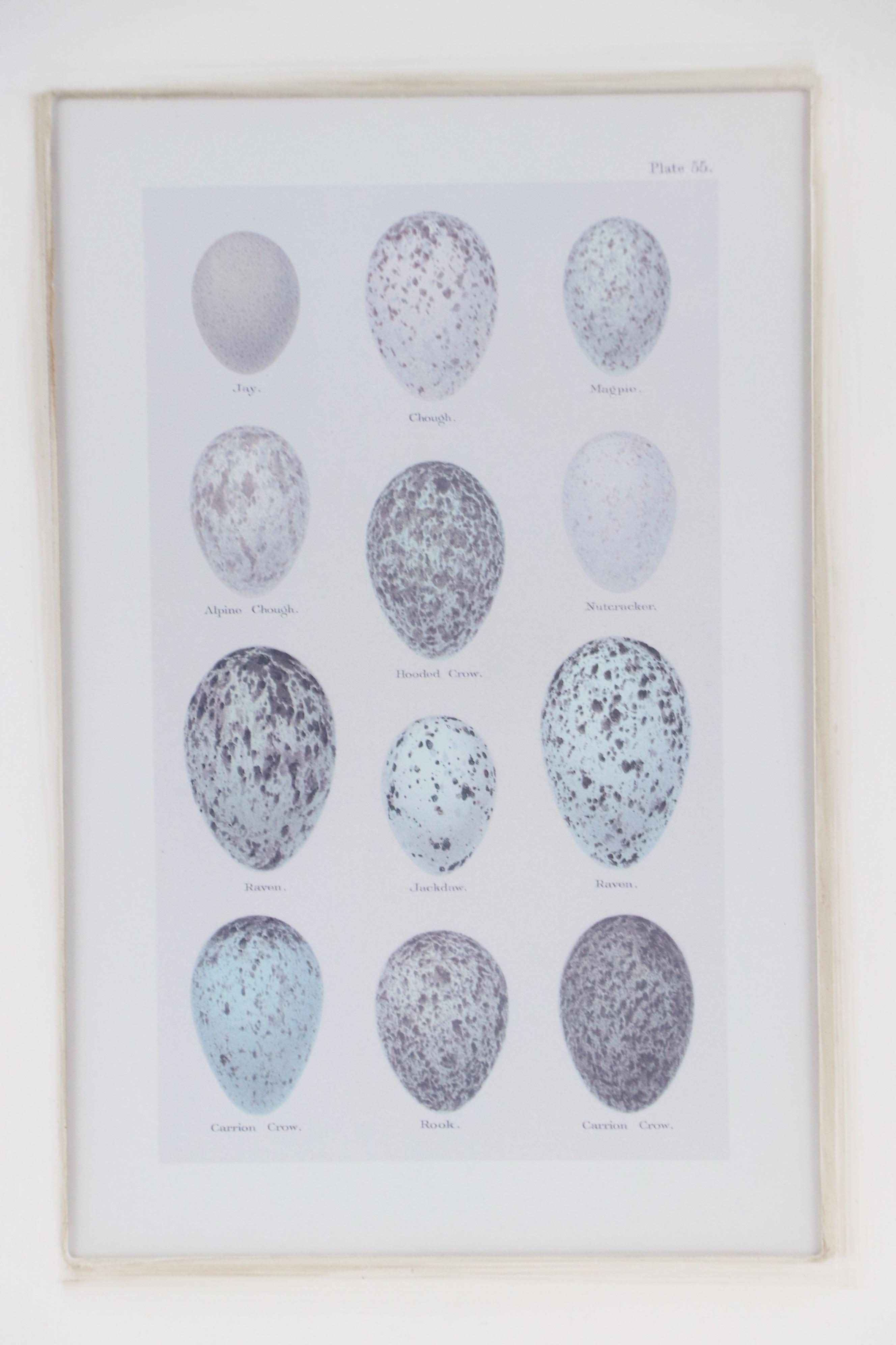 Pair of Offset Lithographs After Henry Seebohm's "Eggs of British Birds"