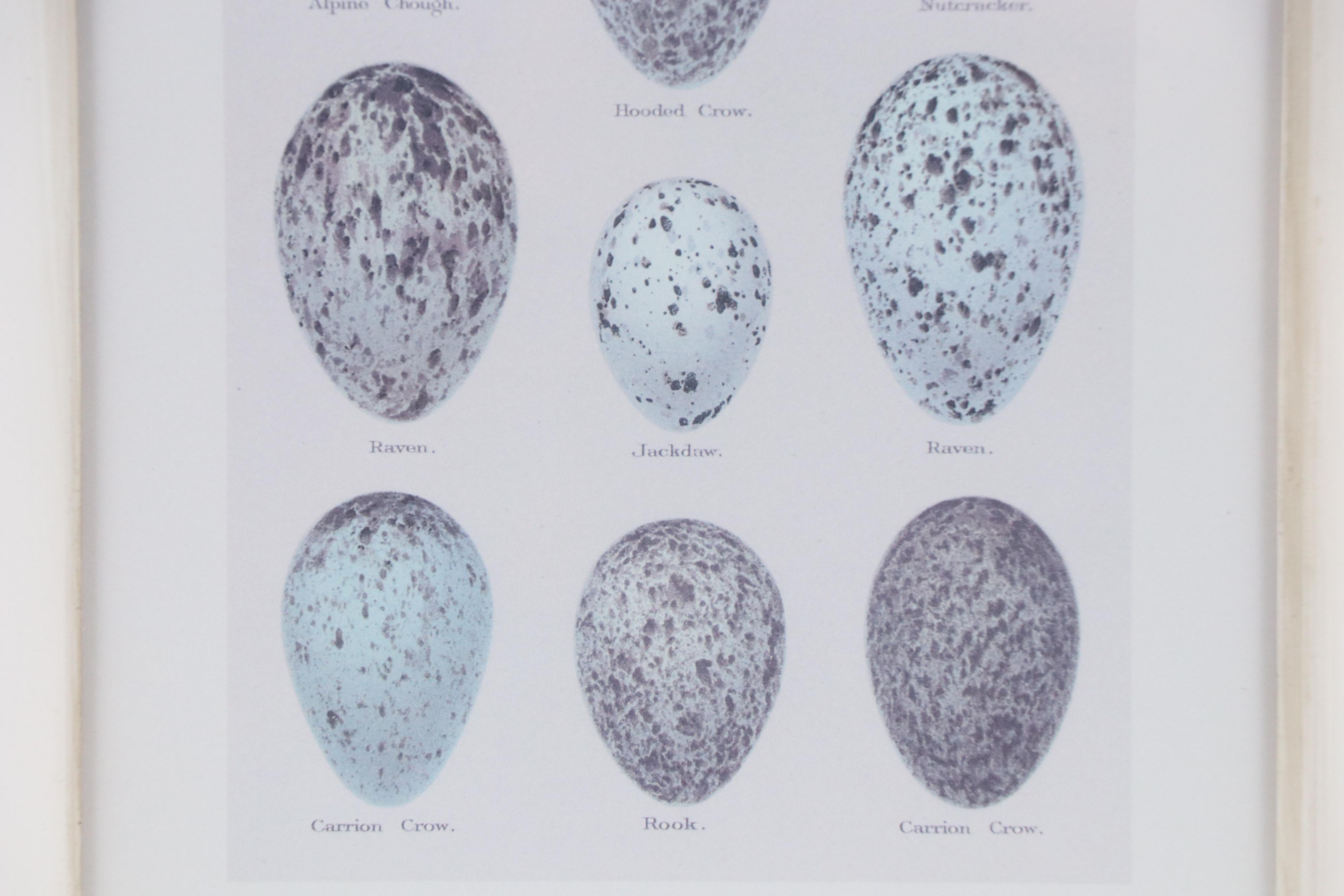 Pair of Offset Lithographs After Henry Seebohm's "Eggs of British Birds"