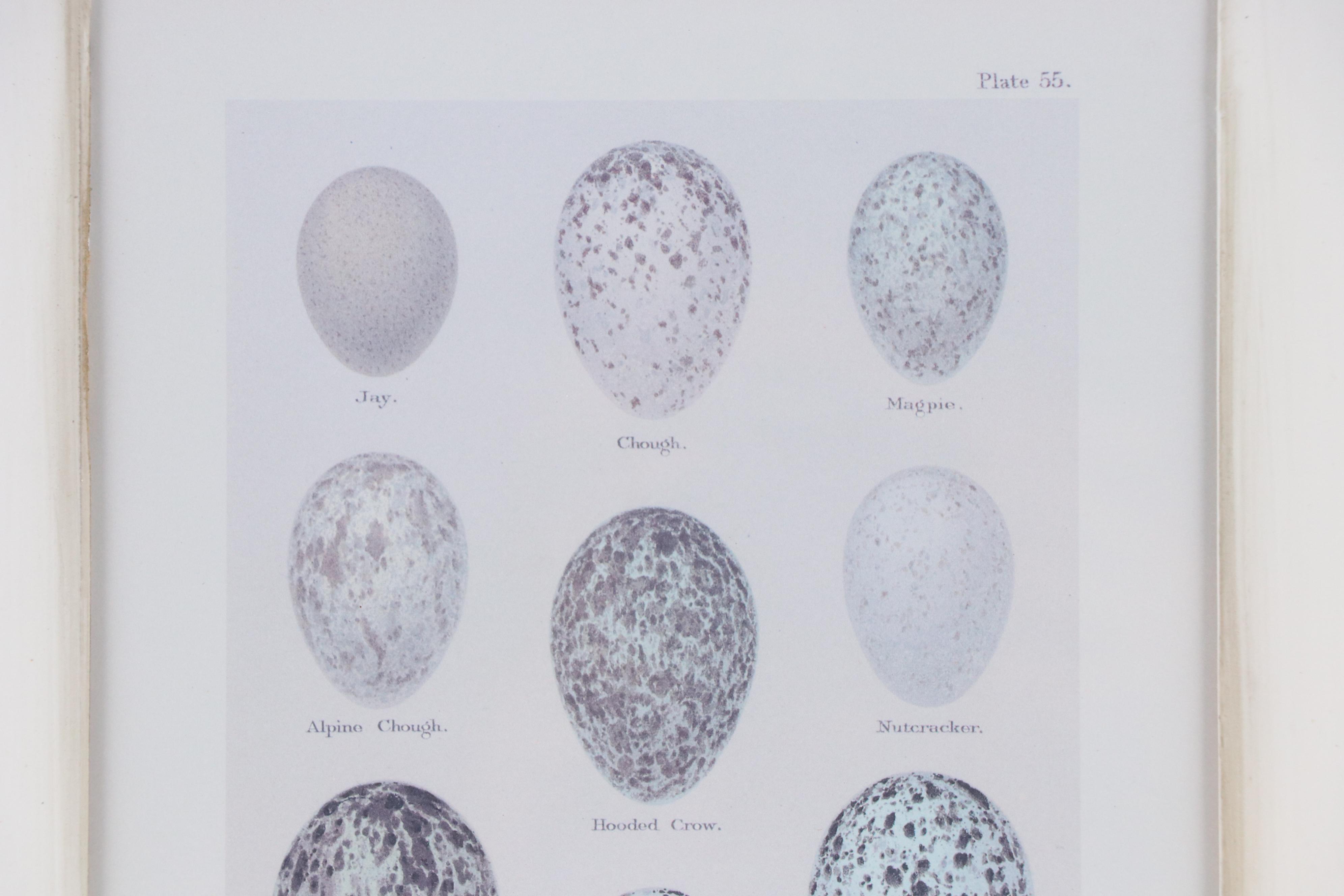 Pair of Offset Lithographs After Henry Seebohm's "Eggs of British Birds"