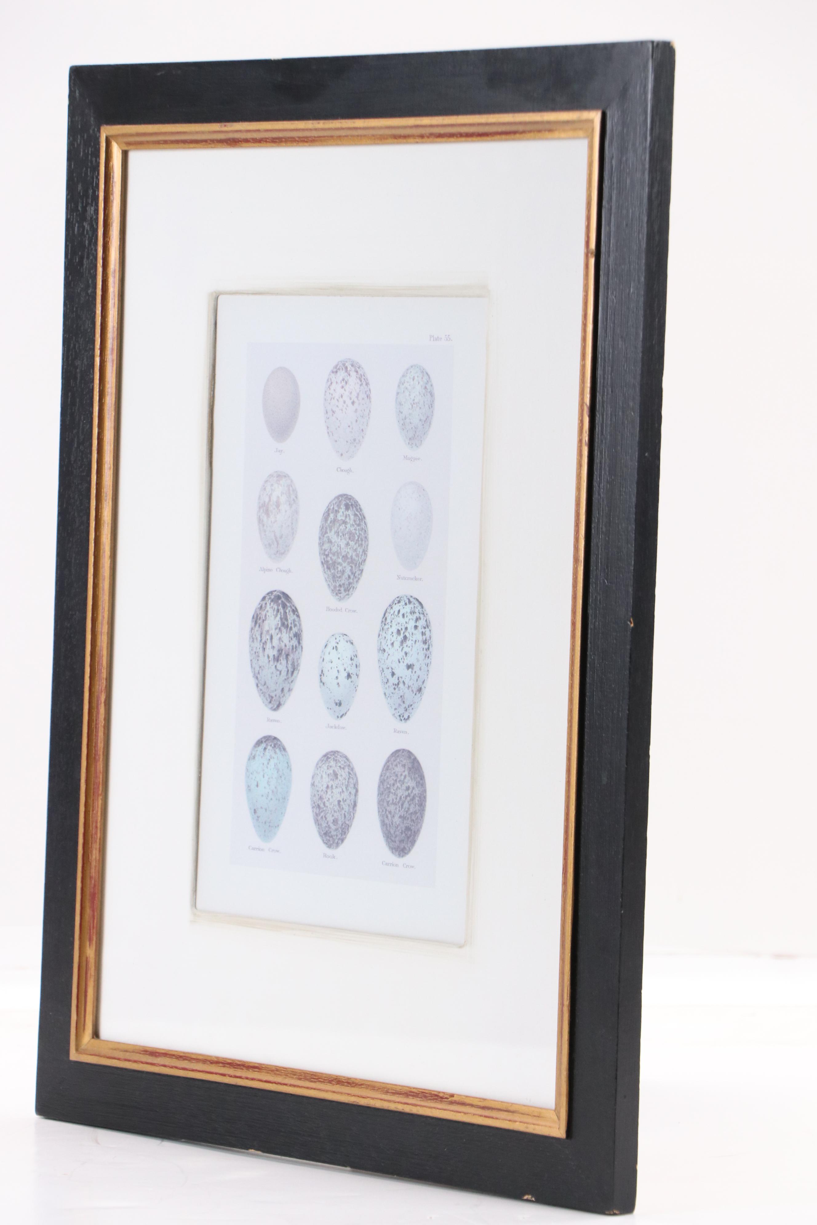 Pair of Offset Lithographs After Henry Seebohm's "Eggs of British Birds"