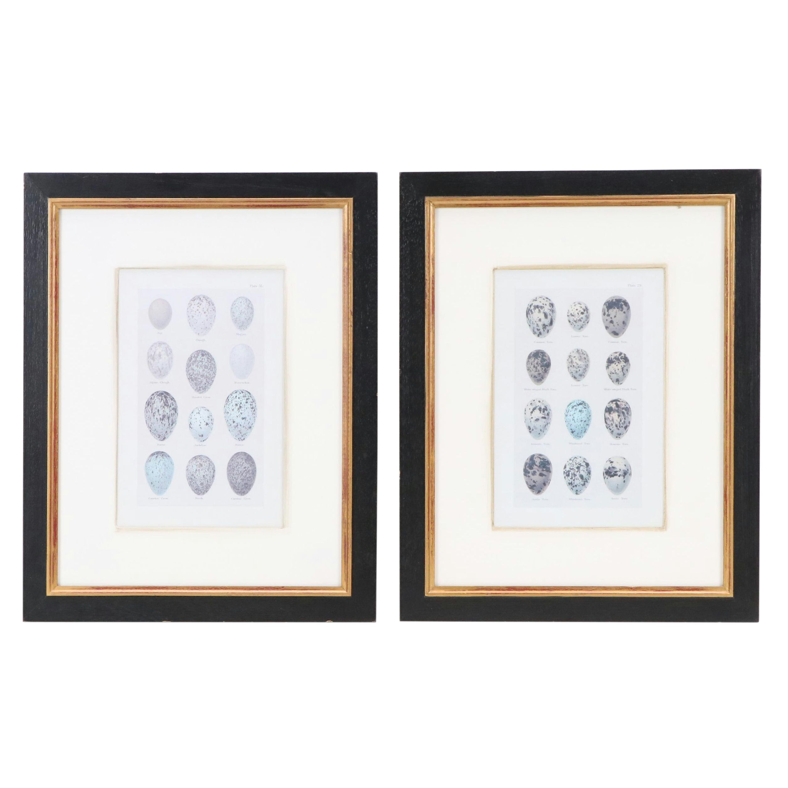 Pair of Offset Lithographs After Henry Seebohm's "Eggs of British Birds"